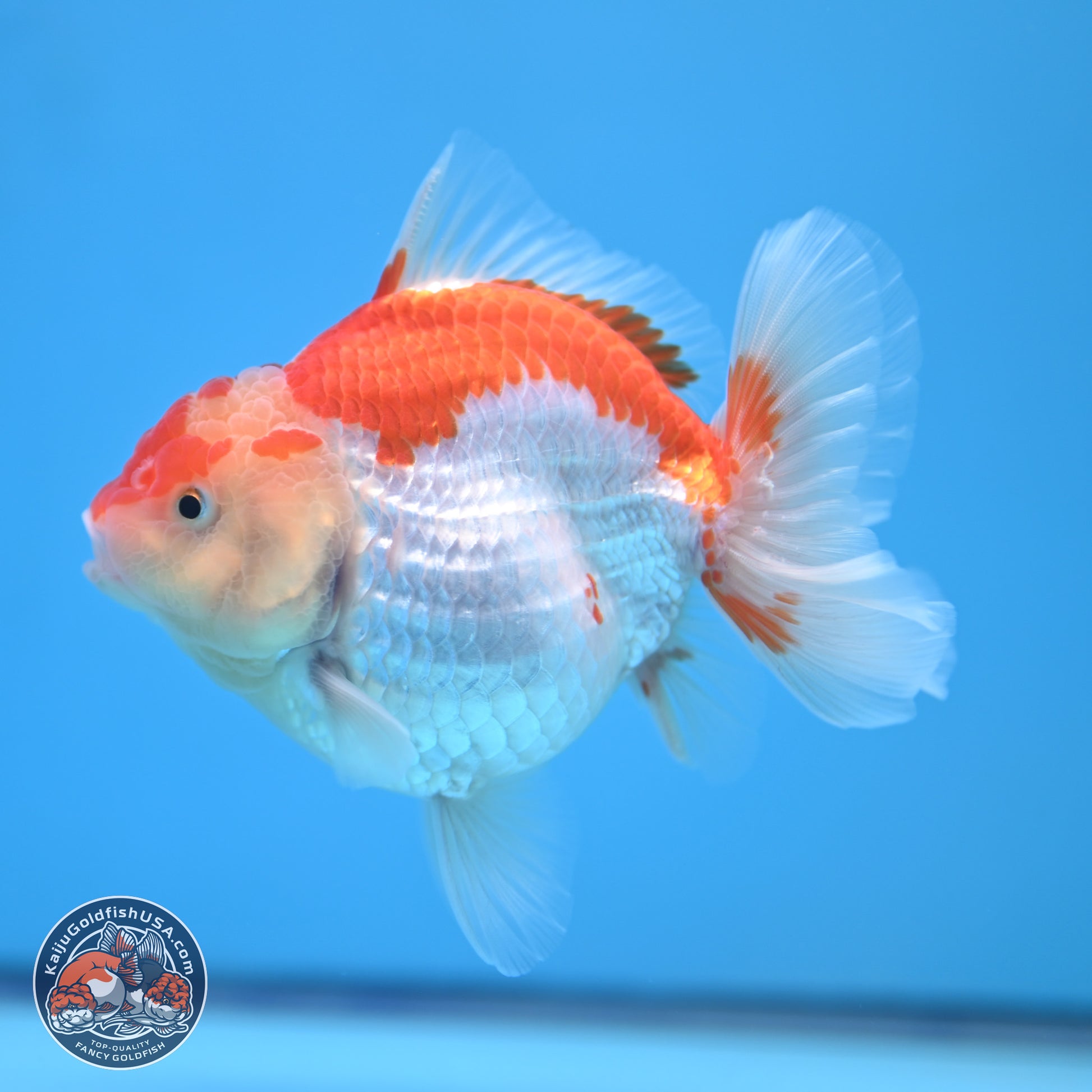 Red White YuanBao Oranda 4.5 inches - Female (241115_OR10) - Kaiju Goldfish USA