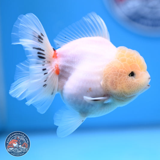 Tricolor Sakura Rose Tail Oranda 4.5 inches (241025_OR10) - Kaiju Goldfish USA