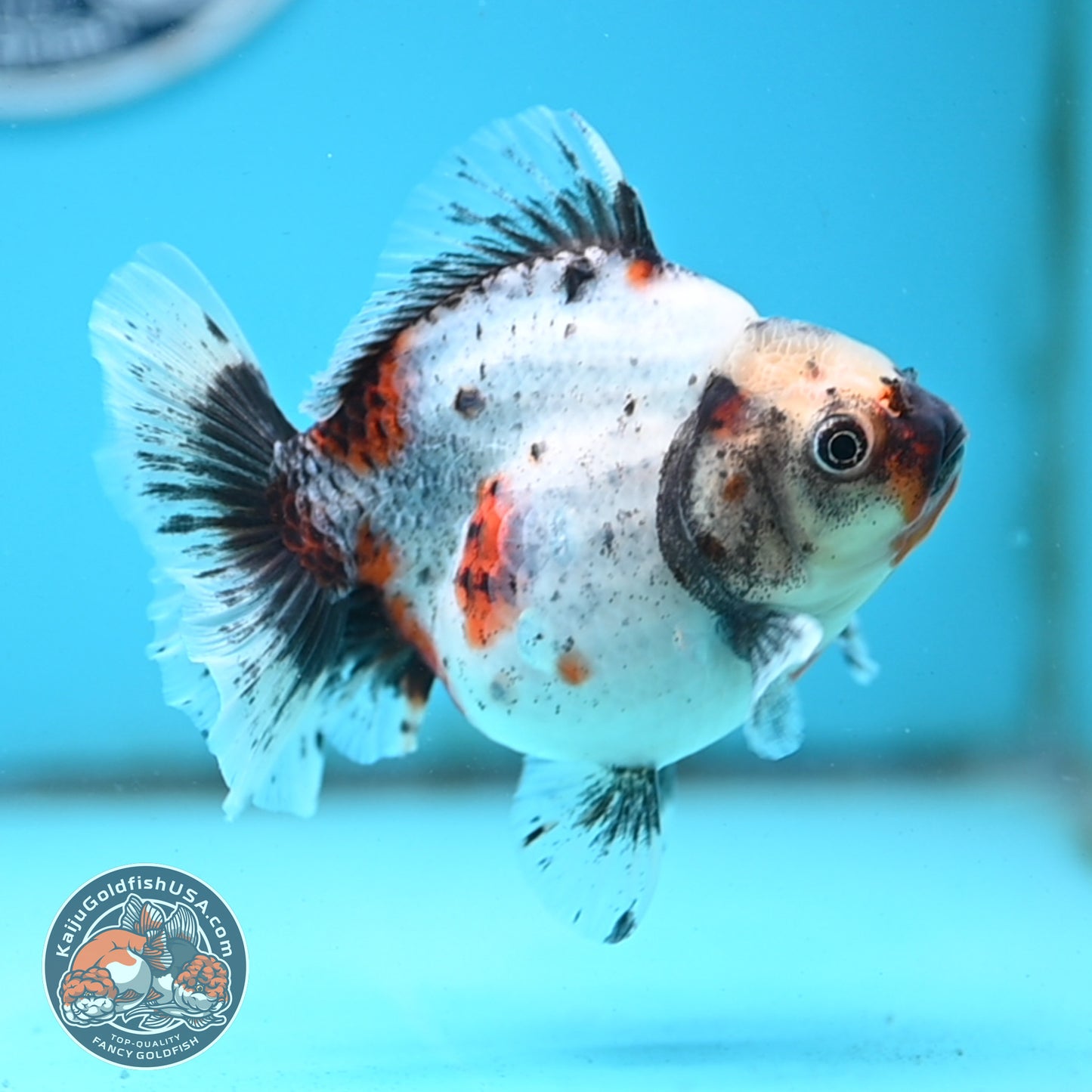 Shogun Calico Oranda 4 inches Body - Female (250418_OR10)