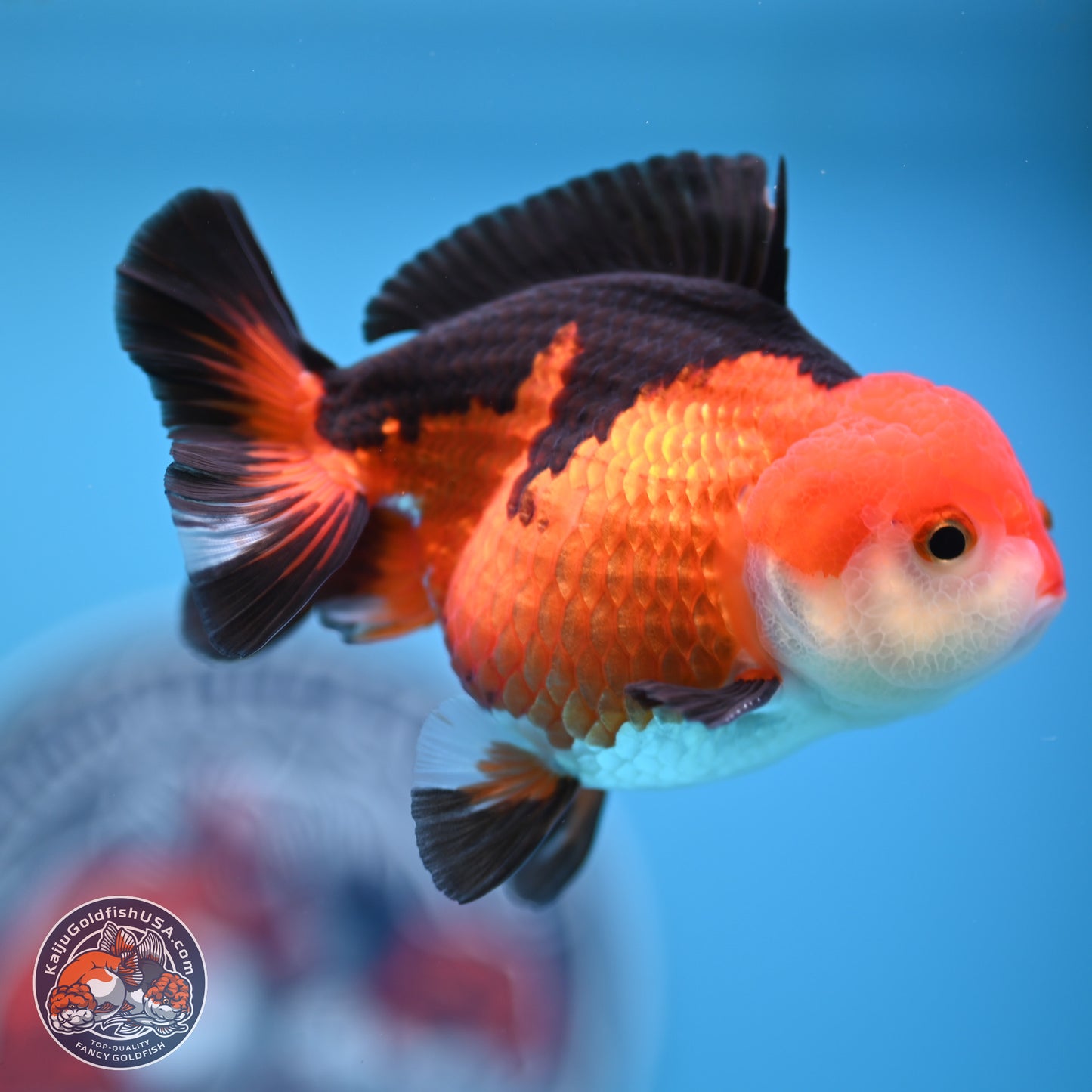 Tricolor Oranda 3.5-4.5 inches (241004_OR10) - Kaiju Goldfish USA