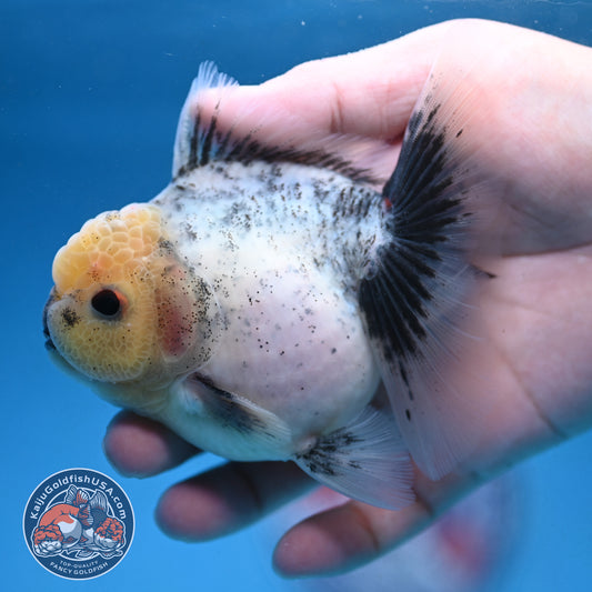 Granite Rosetail Oranda 3.5 inch Body (250926_OR10)