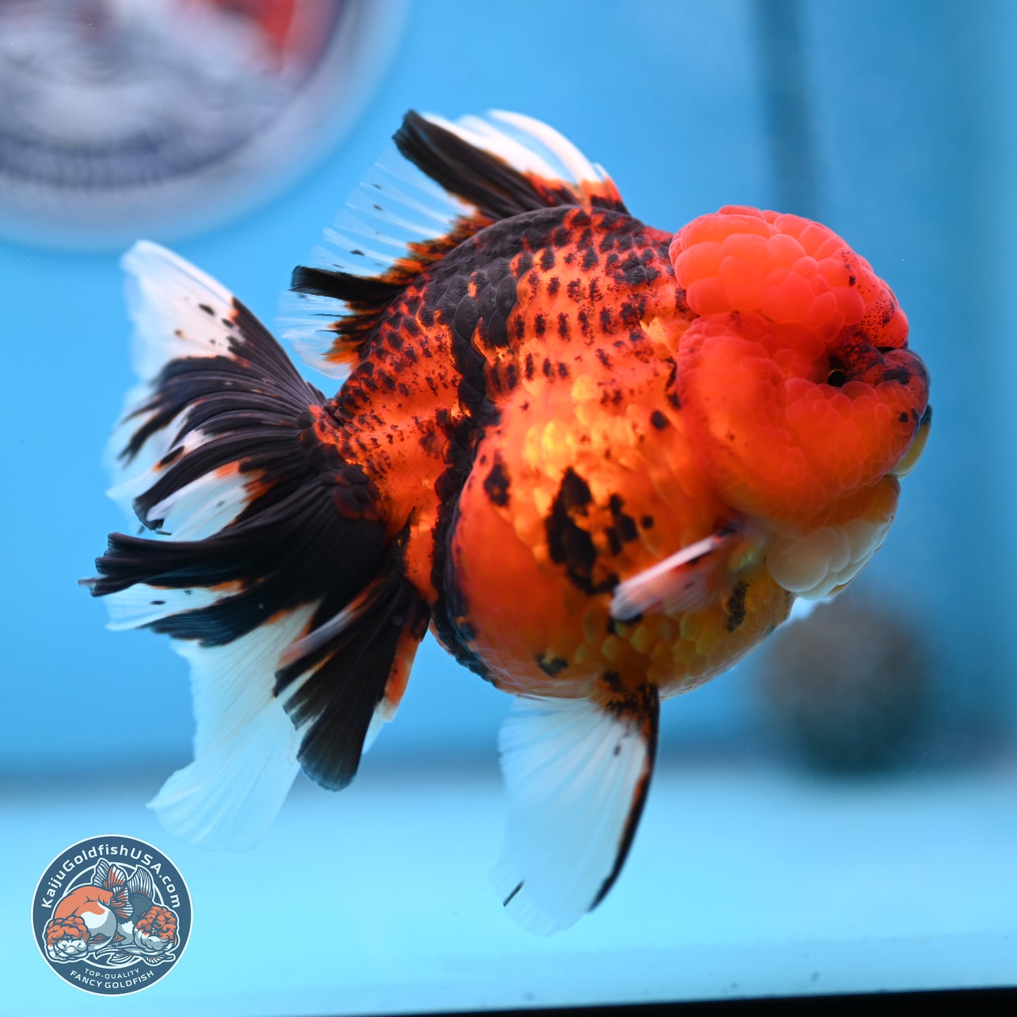 Tiger Rose Tail Oranda 3.5 inches Body - Female (250228_OR10)