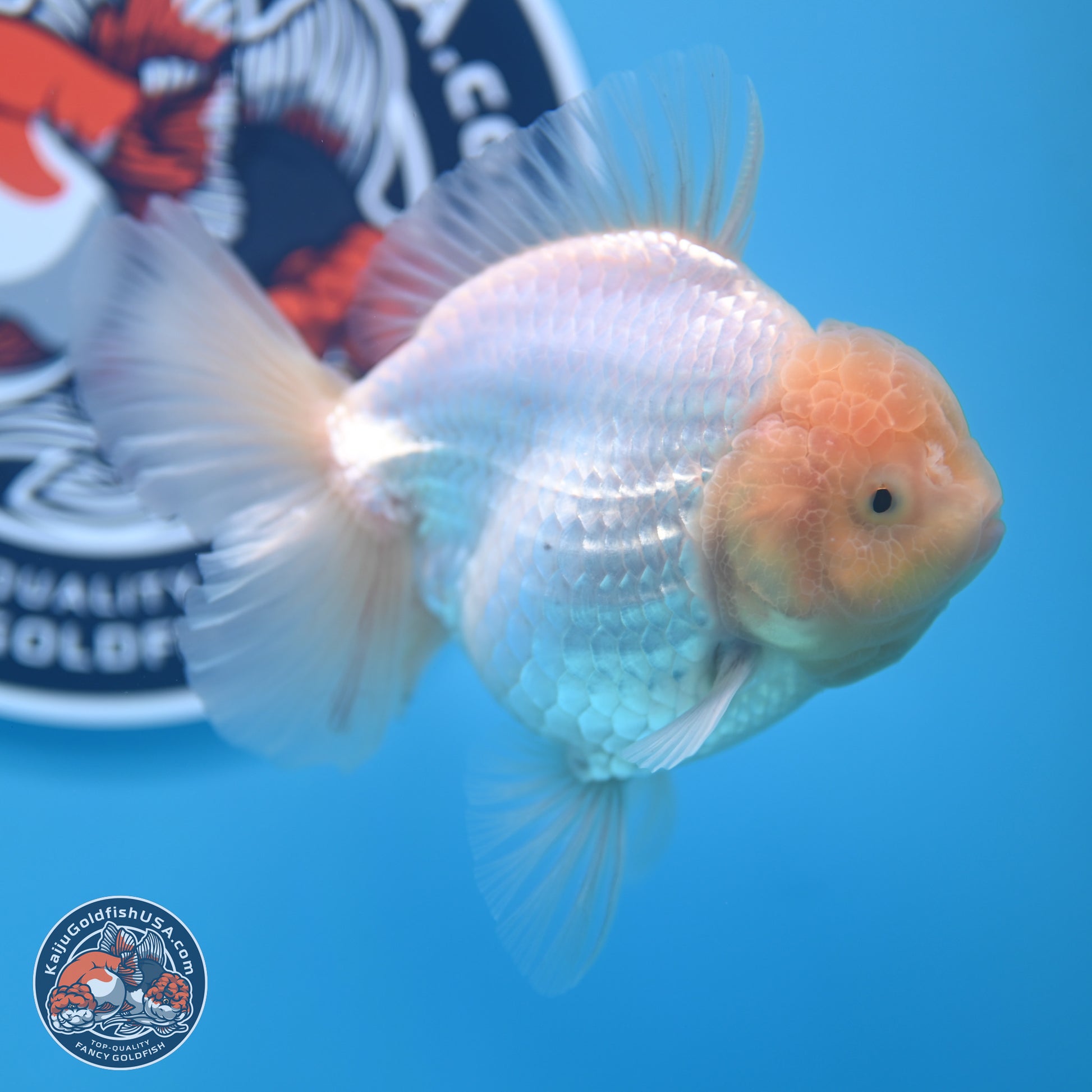 Lemon Head White Rose Tail Oranda 4.5 inches - Female (241122_OR10) - Kaiju Goldfish USA