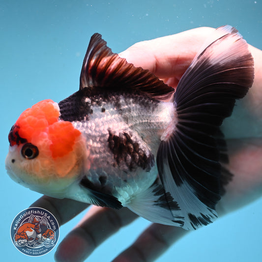 Red Head Tricolor Rose Tail Oranda 3.5 inch Body (251003_OR10)