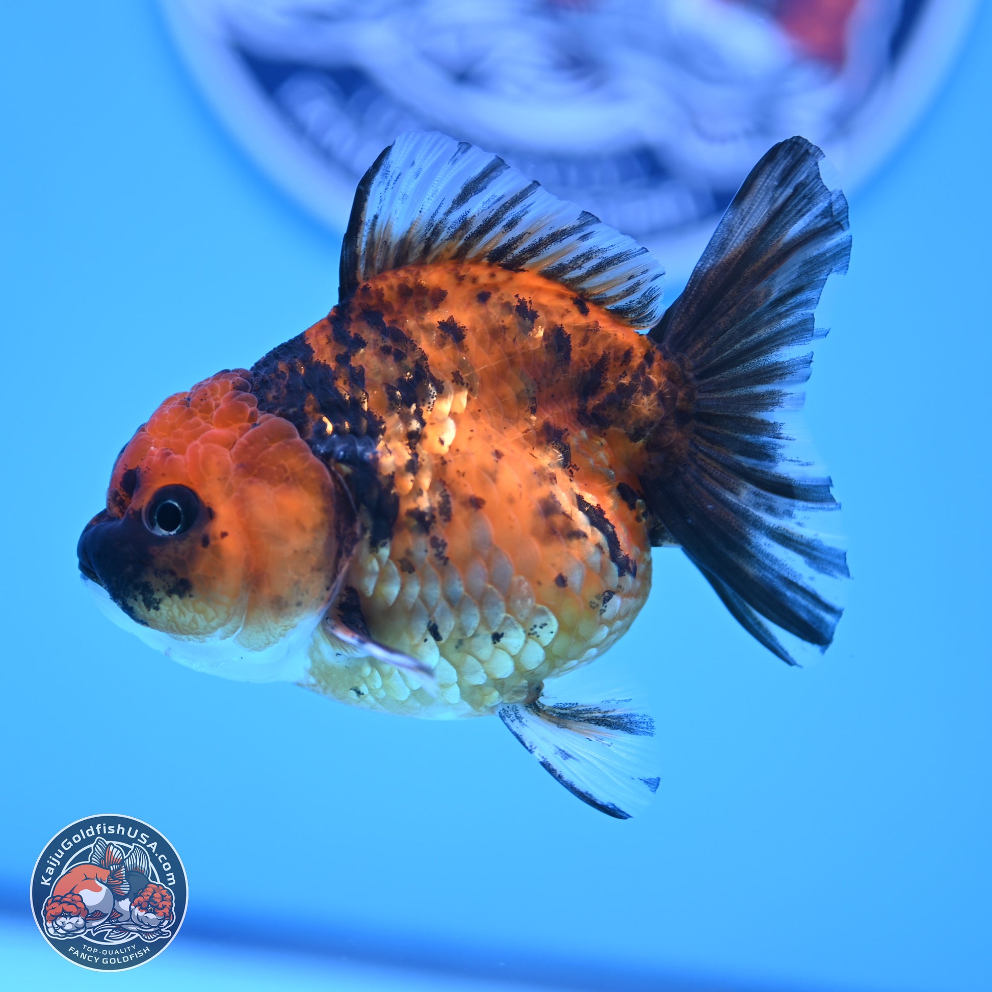 Tiger Oranda 3in Body (240816_OR10) - Kaiju Goldfish USA