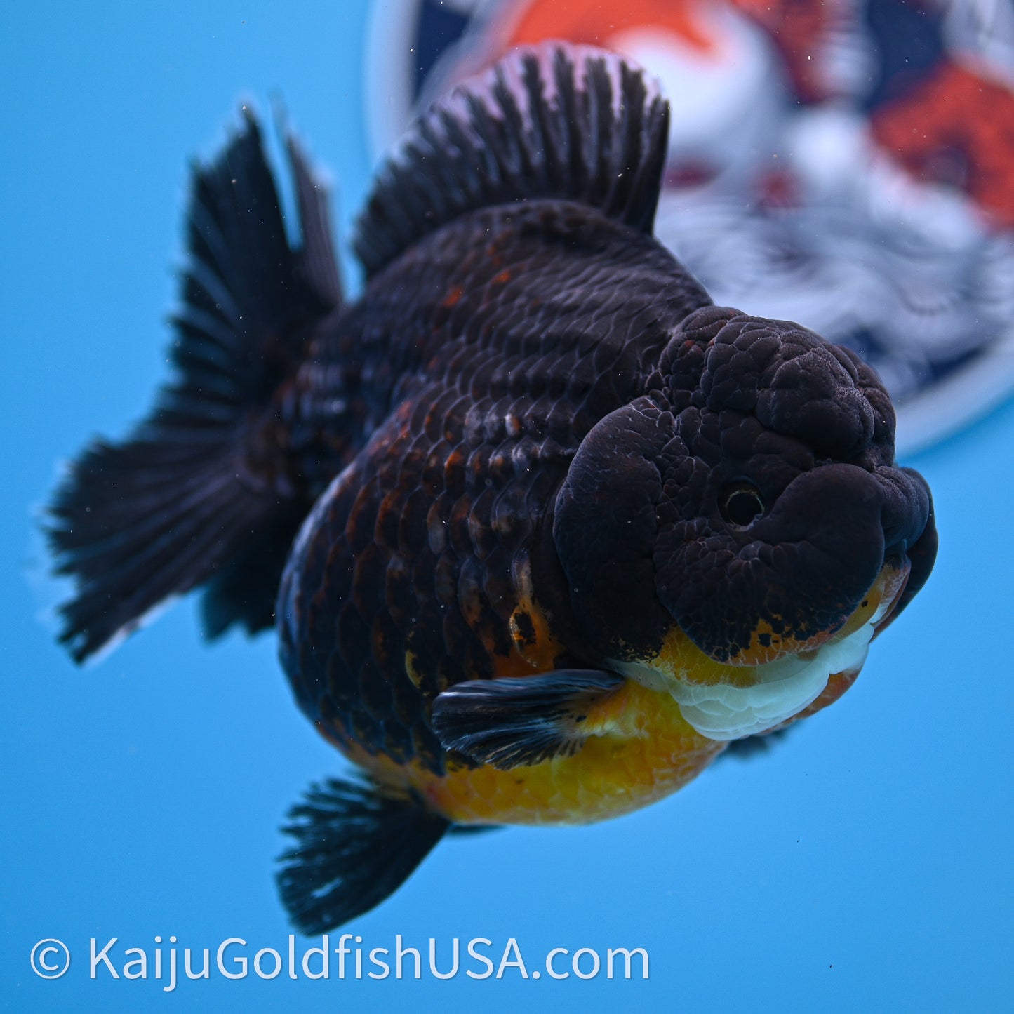 Jumbo Shogun Godzilla Kirin Oranda 4.5in Body (240719_OR10) - Kaiju Goldfish USA