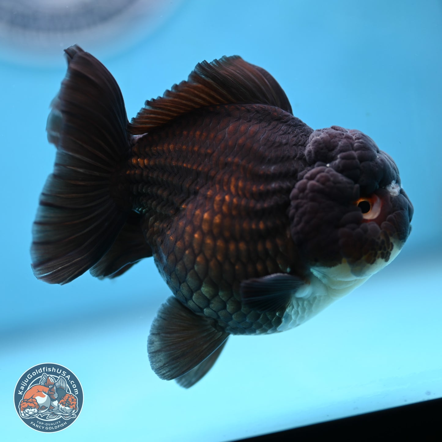 Panda YuanBao Oranda 3.5 inches Body - Femae (250103_OR10) - Kaiju Goldfish USA