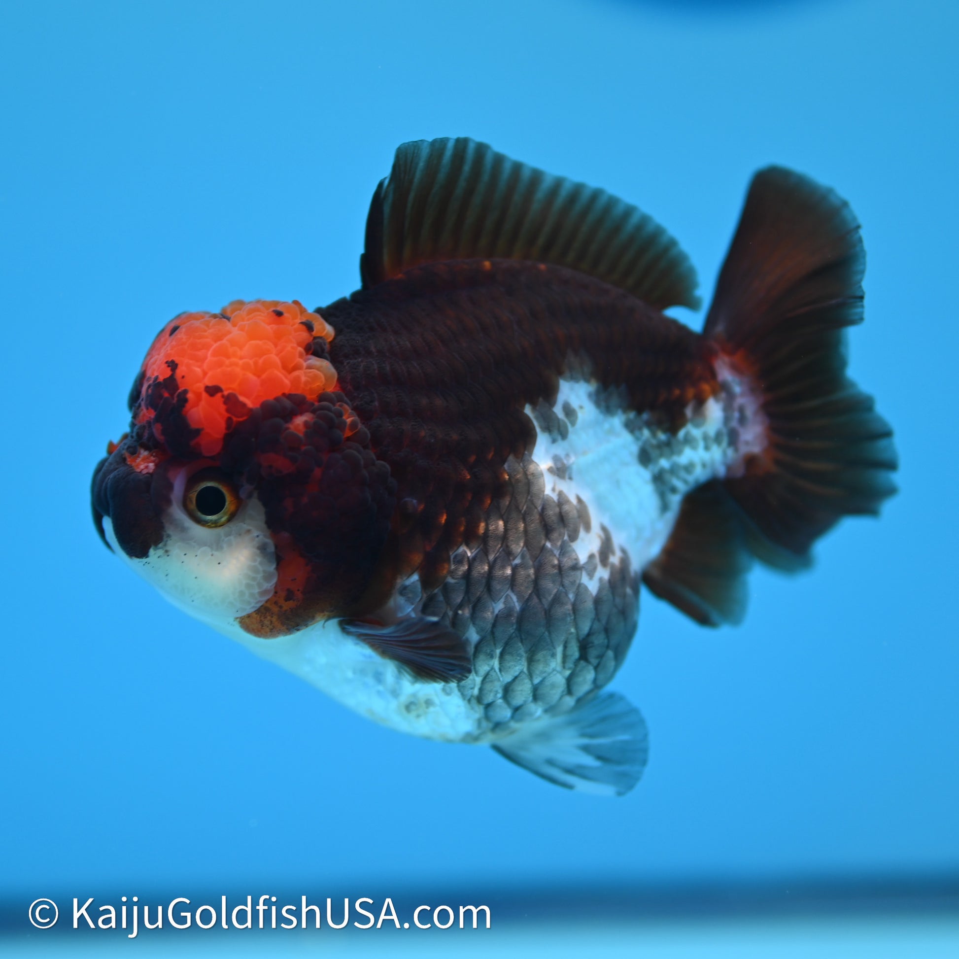 Tricolor YuanBao Oranda 3.5in body (240607_OR10) - Kaiju Goldfish USA