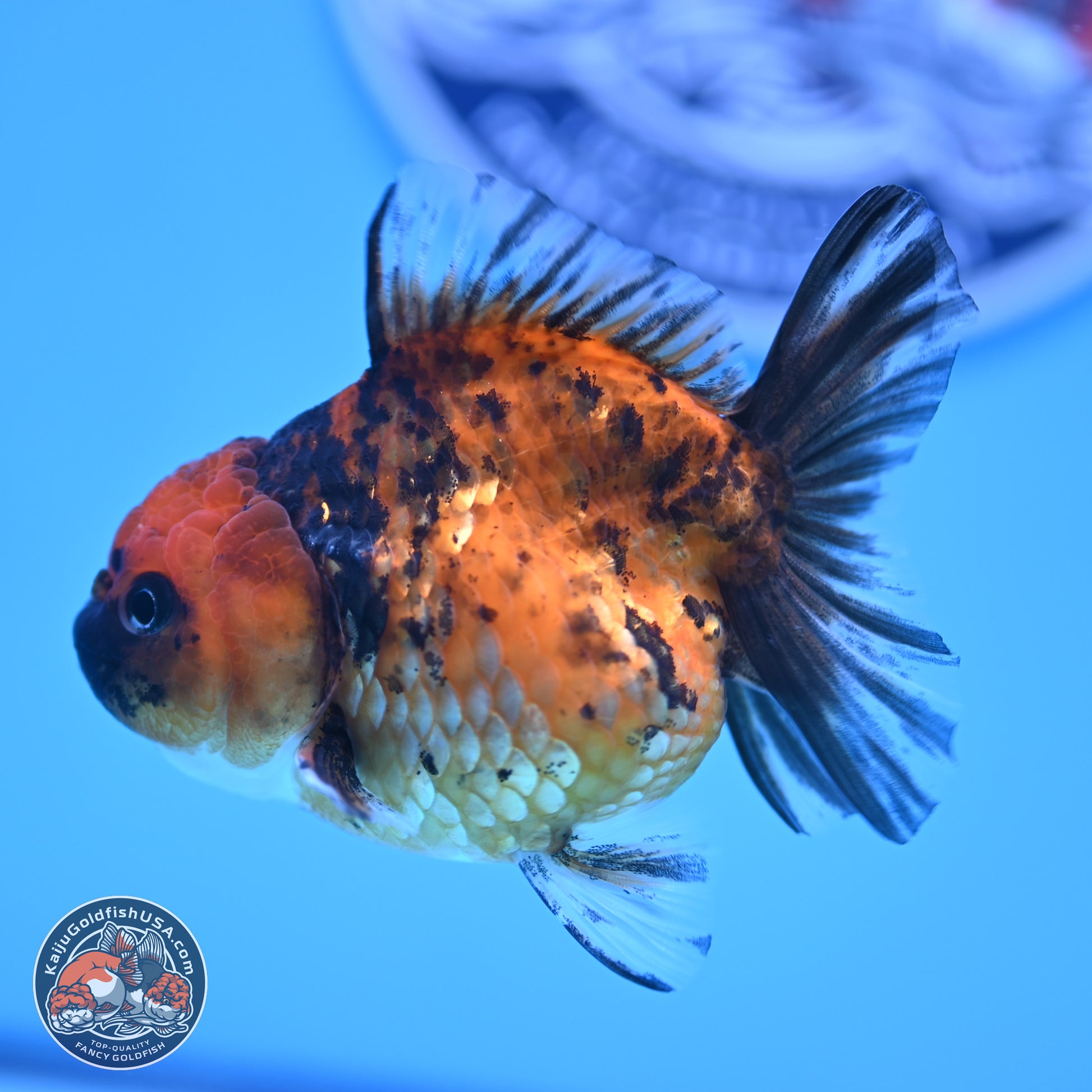 Tiger Oranda 3in Body (240816_OR10) - Kaiju Goldfish USA