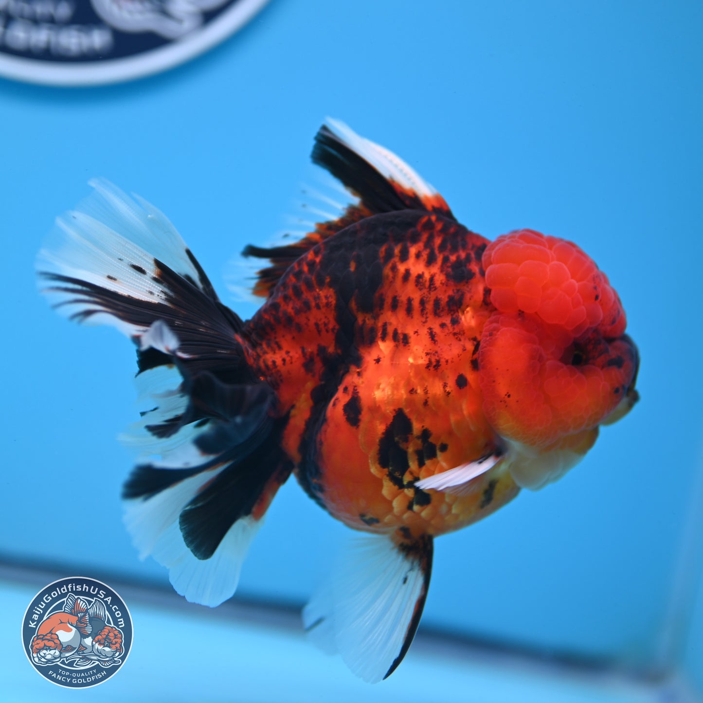 Tiger Rose Tail Oranda 3.5 inches Body - Female (250228_OR10)