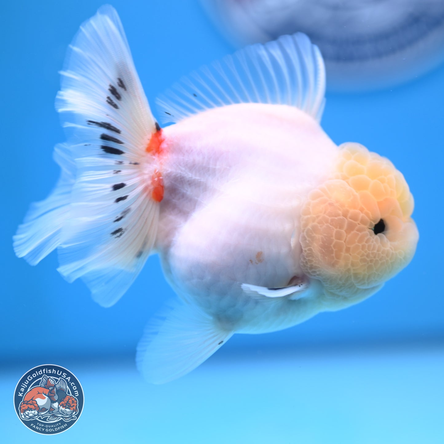 Tricolor Sakura Rose Tail Oranda 4.5 inches (241025_OR10) - Kaiju Goldfish USA