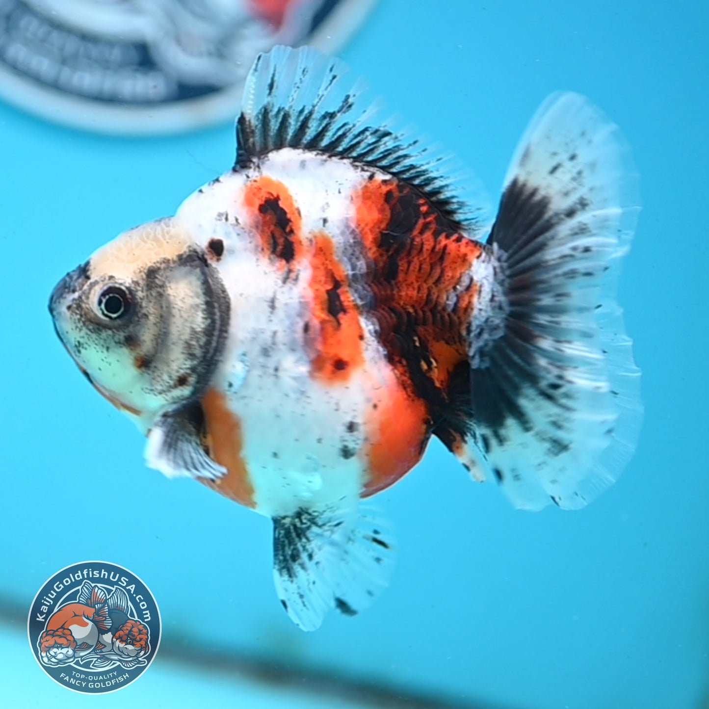 Shogun Calico Oranda 4 inches Body - Female (250418_OR10)