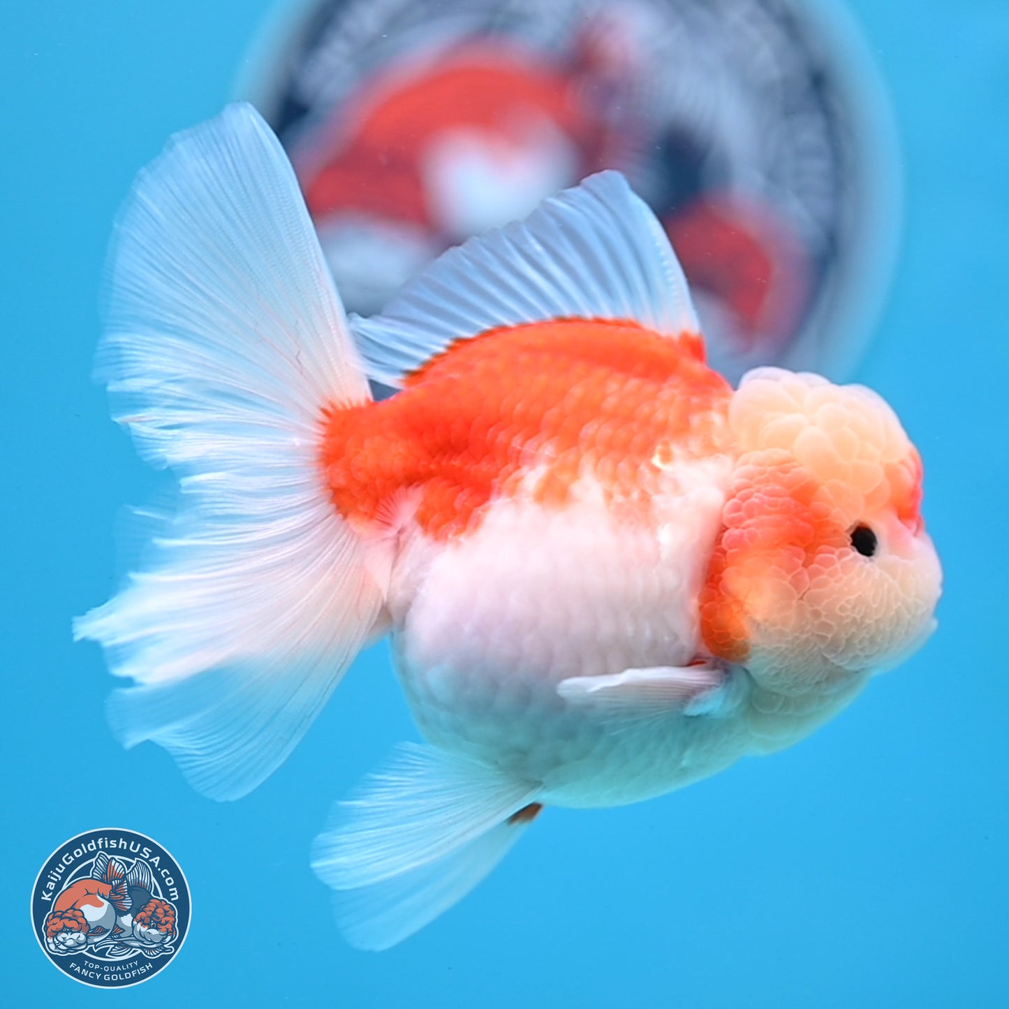 Sakura Rose Tail Oranda 3.5 inches Body - Female (250307_OR10)