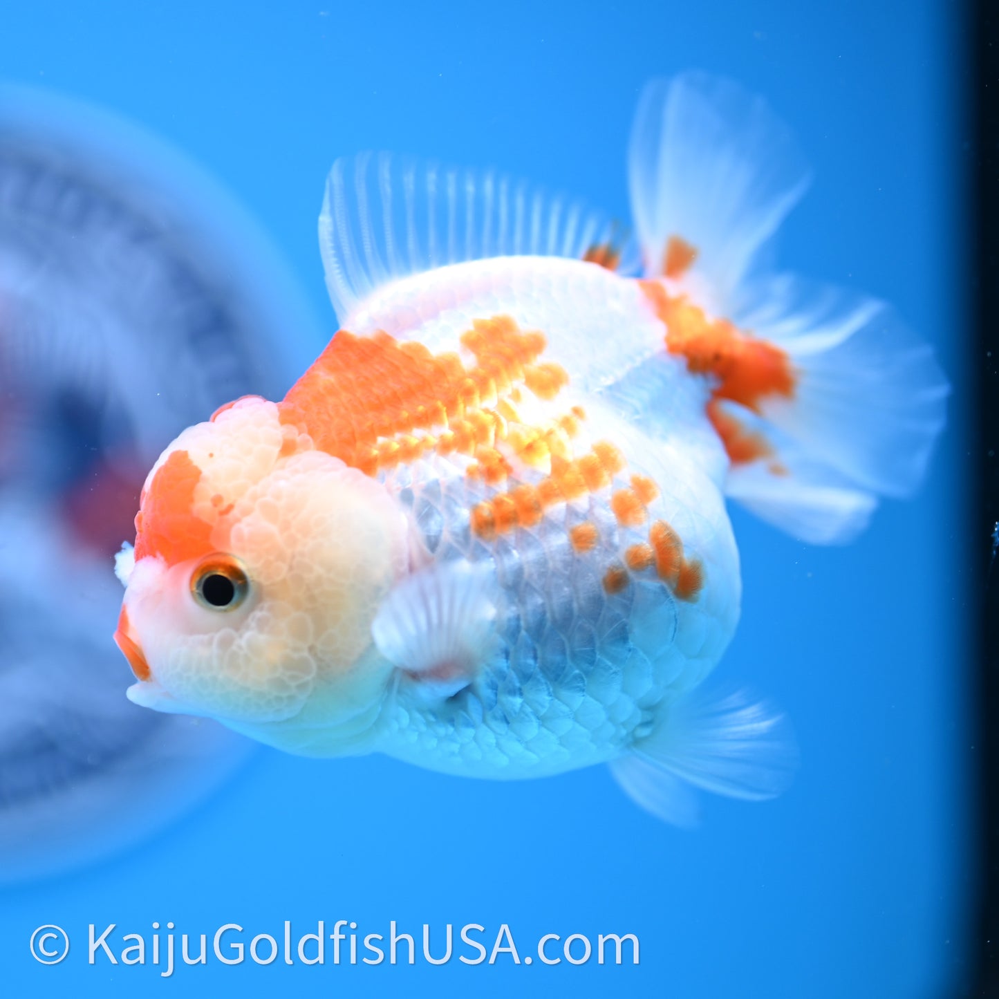 Shogun Red White Polka-Dot Oranda 3.5in Body (240726_OR10) - Kaiju Goldfish USA