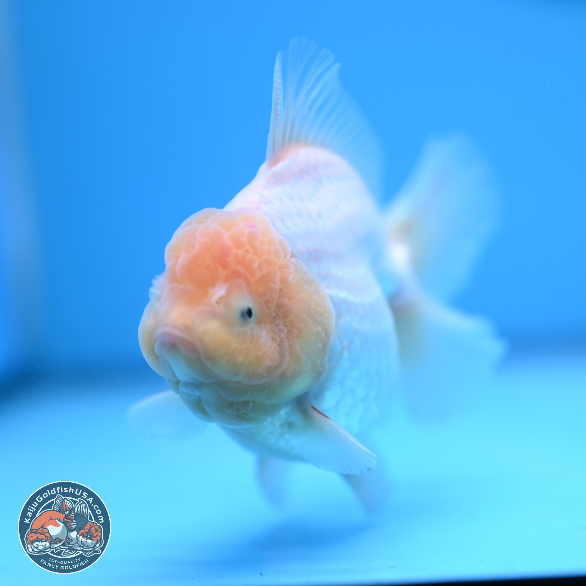 Lemon Head White Rose Tail Oranda 4.5 inches - Female (241122_OR10) - Kaiju Goldfish USA