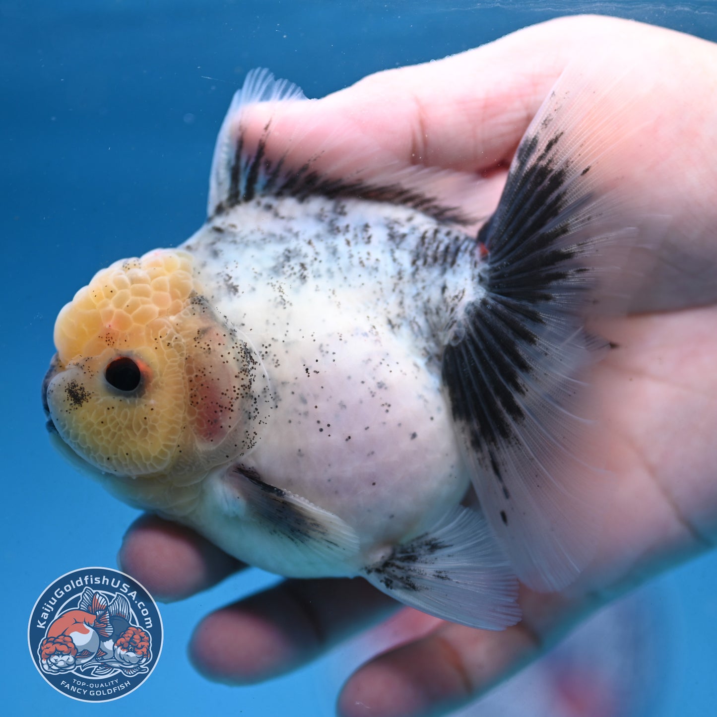 Granite Rosetail Oranda 3.5 inch Body (250926_OR10)