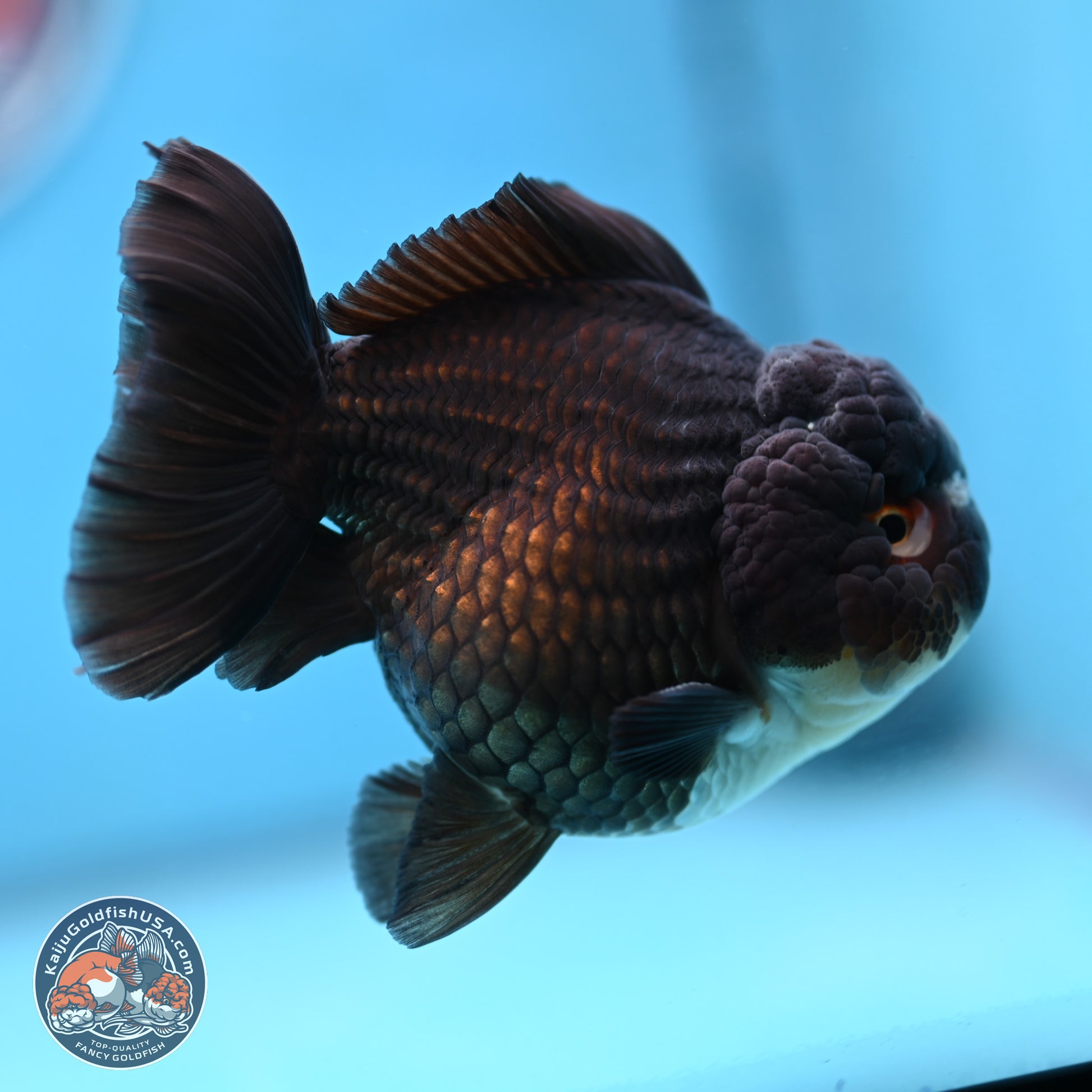 Panda YuanBao Oranda 3.5 inches Body - Femae (250103_OR10) - Kaiju Goldfish USA