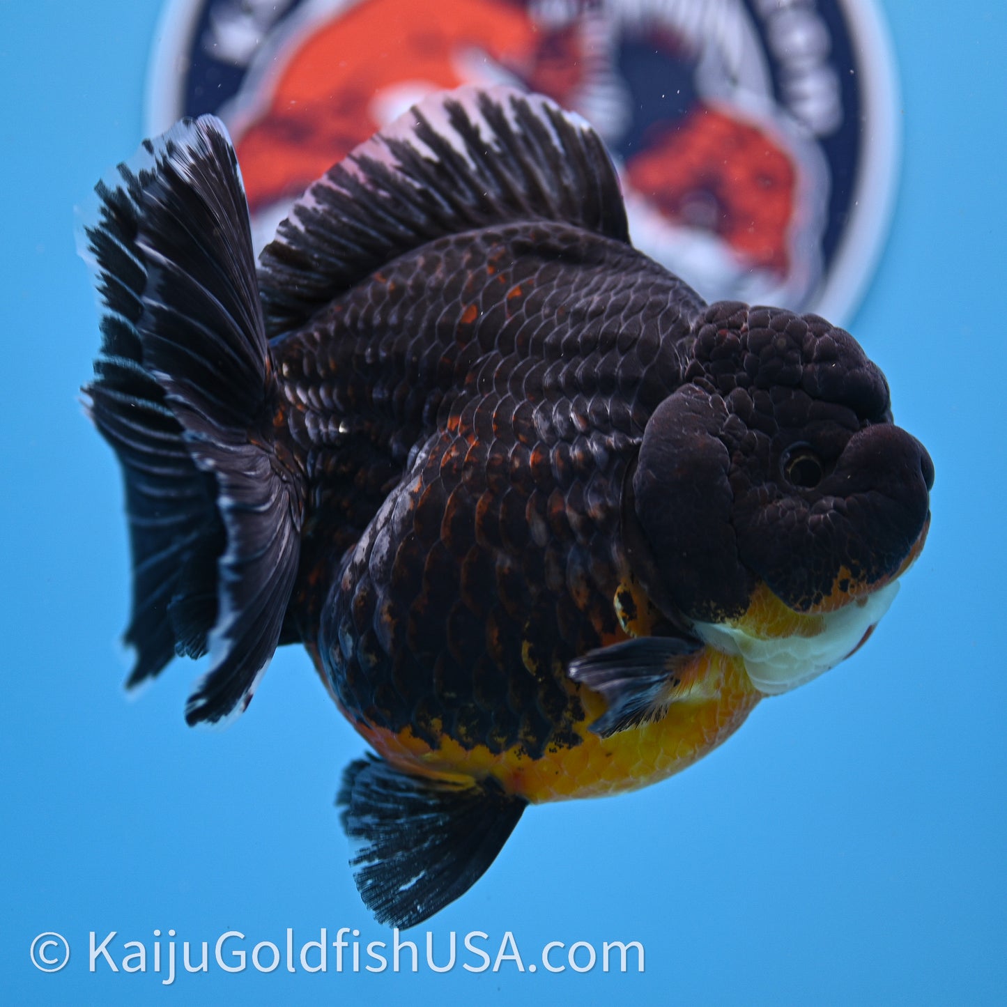 Jumbo Shogun Godzilla Kirin Oranda 4.5in Body (240719_OR10) - Kaiju Goldfish USA