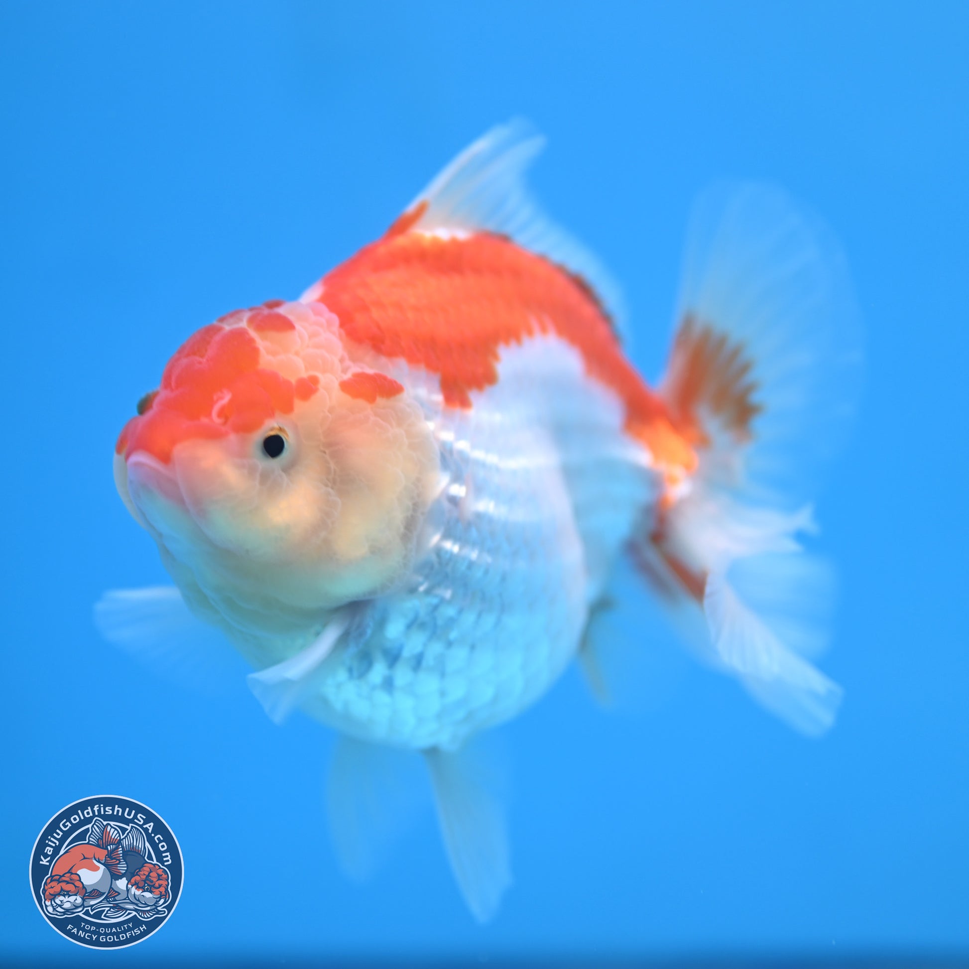 Red White YuanBao Oranda 4.5 inches - Female (241115_OR10) - Kaiju Goldfish USA