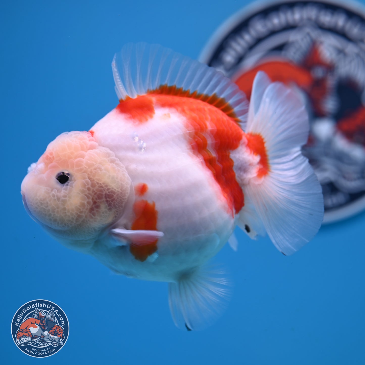 Shogun Jade Head Sakura Oranda 3.75 inches Body - Female(250131_OR10)