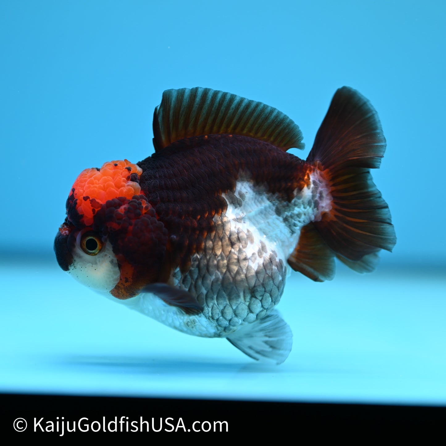 Tricolor YuanBao Oranda 3.5in body (240607_OR10) - Kaiju Goldfish USA