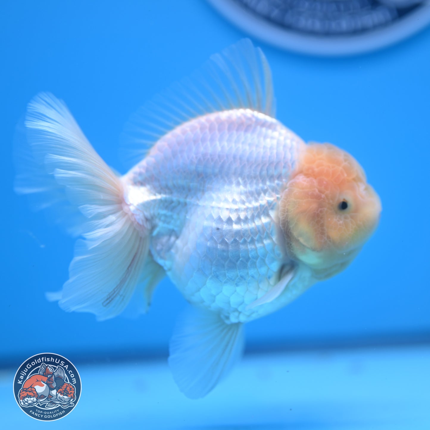 Lemon Head White Rose Tail Oranda 4.5 inches - Female (241122_OR10) - Kaiju Goldfish USA