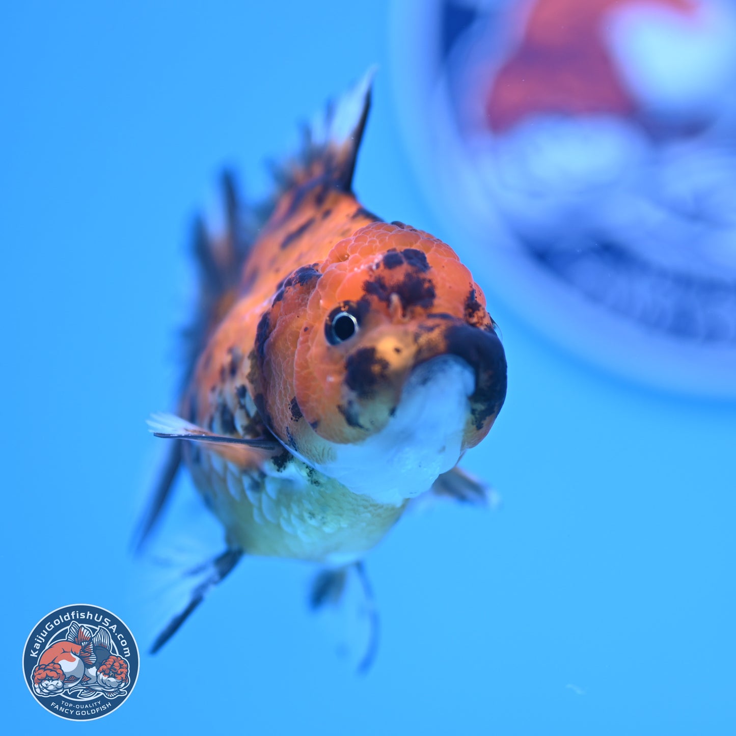 Tiger Oranda 3in Body (240816_OR10) - Kaiju Goldfish USA