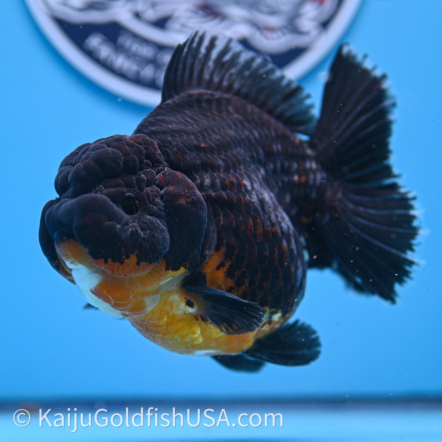 Jumbo Shogun Godzilla Kirin Oranda 4.5in Body (240719_OR10) - Kaiju Goldfish USA