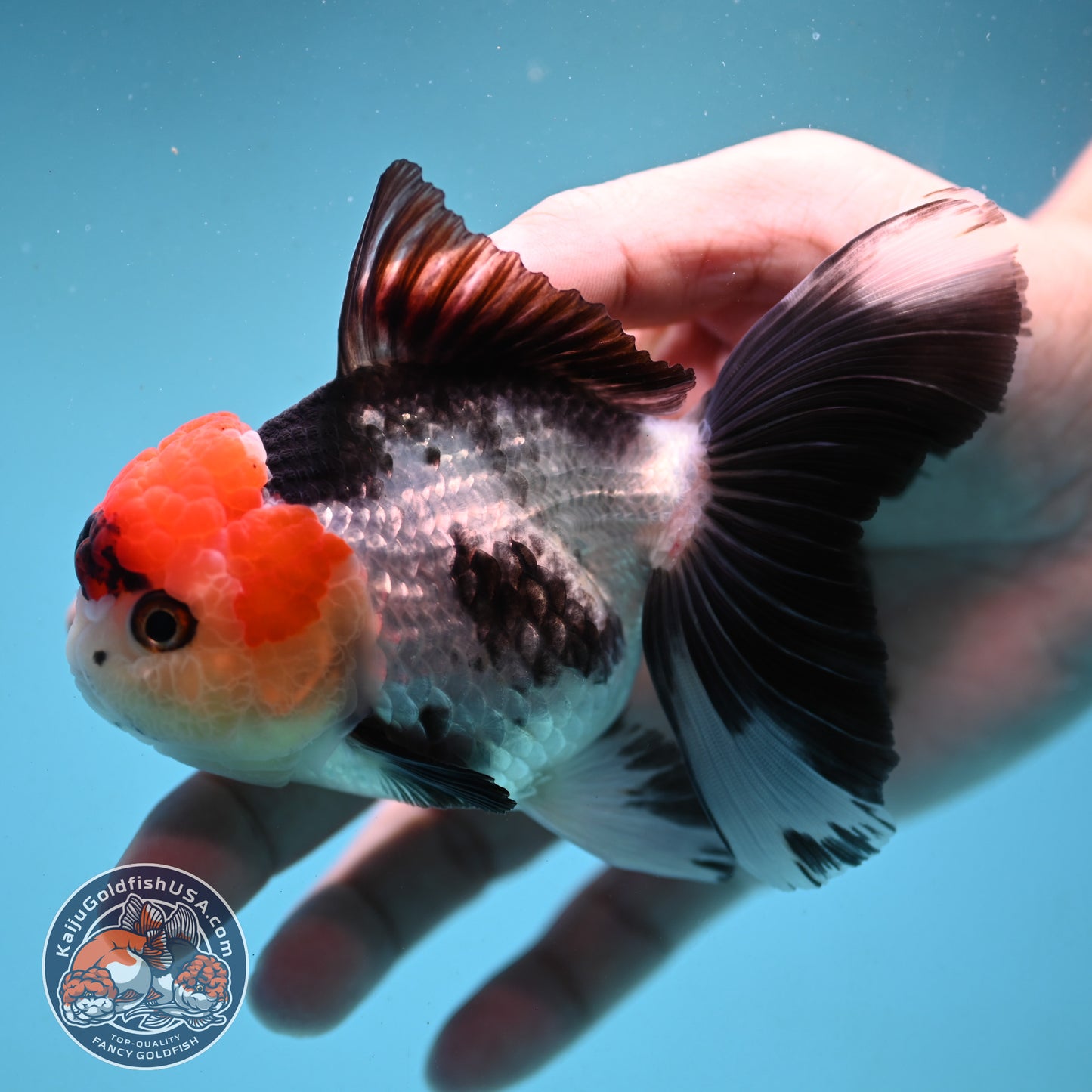Red Head Tricolor Rose Tail Oranda 3.5 inch Body (251003_OR10)