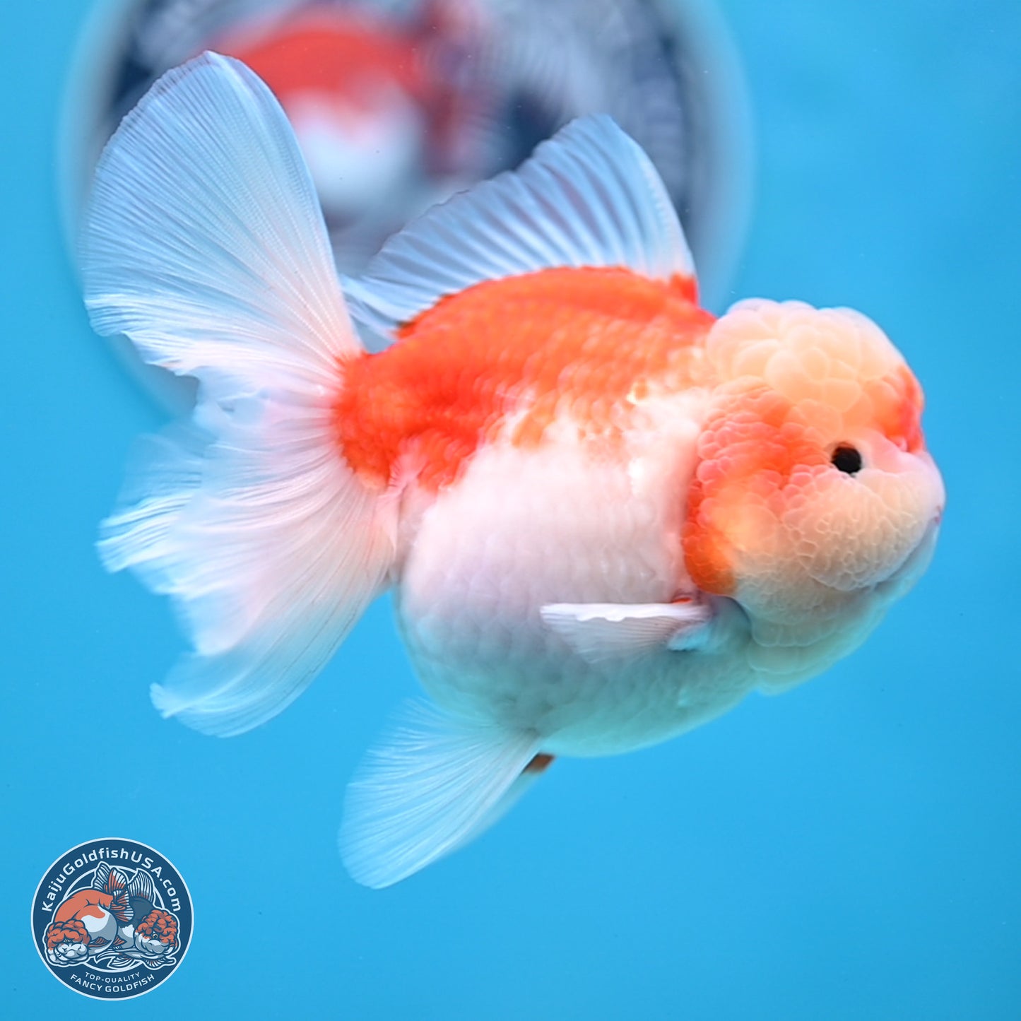Sakura Rose Tail Oranda 3.5 inches Body - Female (250307_OR10)
