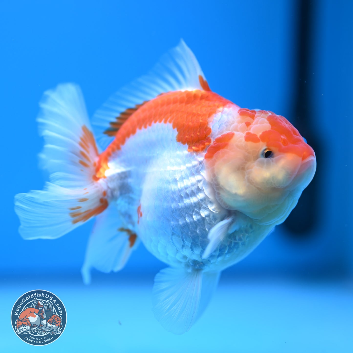 Red White YuanBao Oranda 4.5 inches - Female (241115_OR10) - Kaiju Goldfish USA