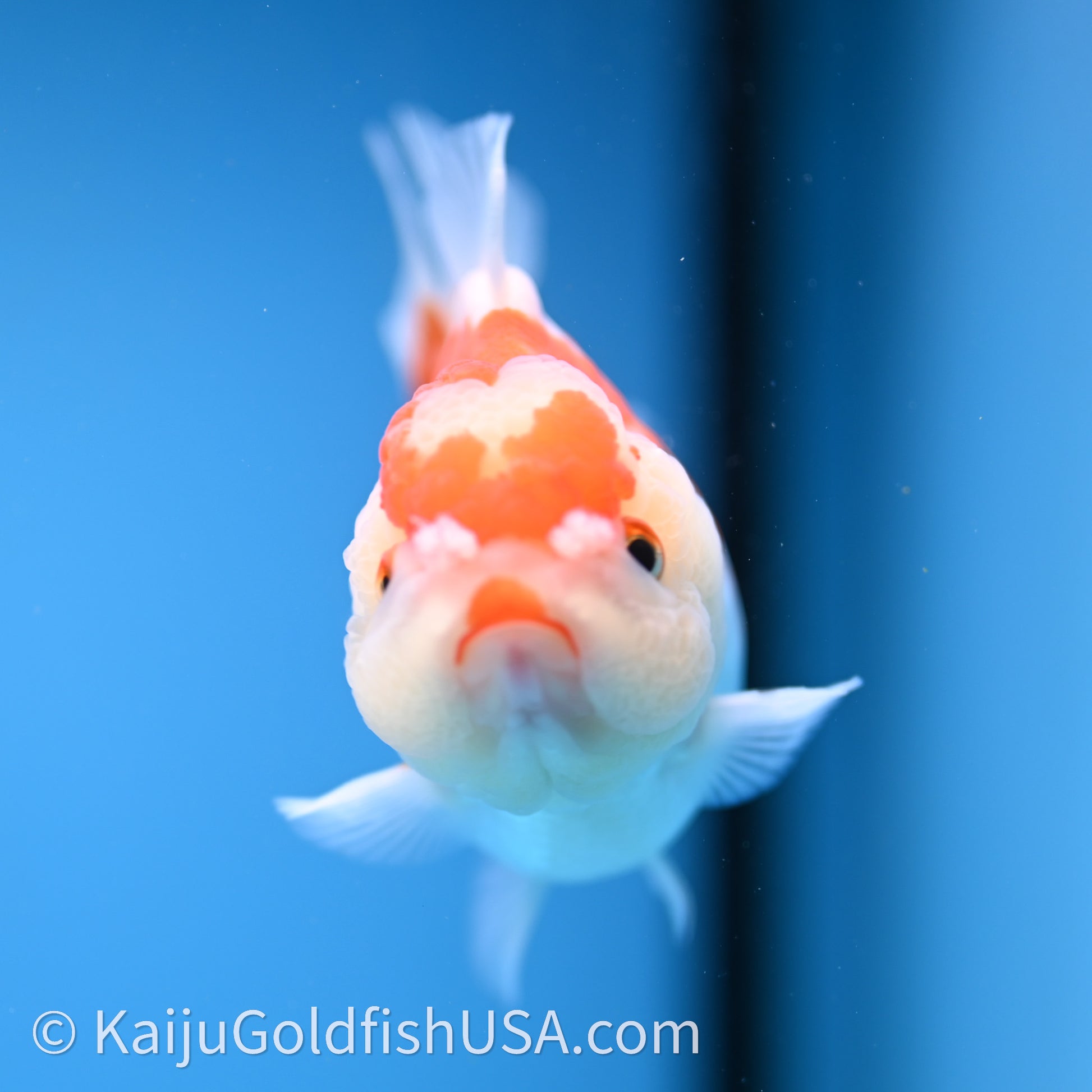 Shogun Red White Polka-Dot Oranda 3.5in Body (240726_OR10) - Kaiju Goldfish USA