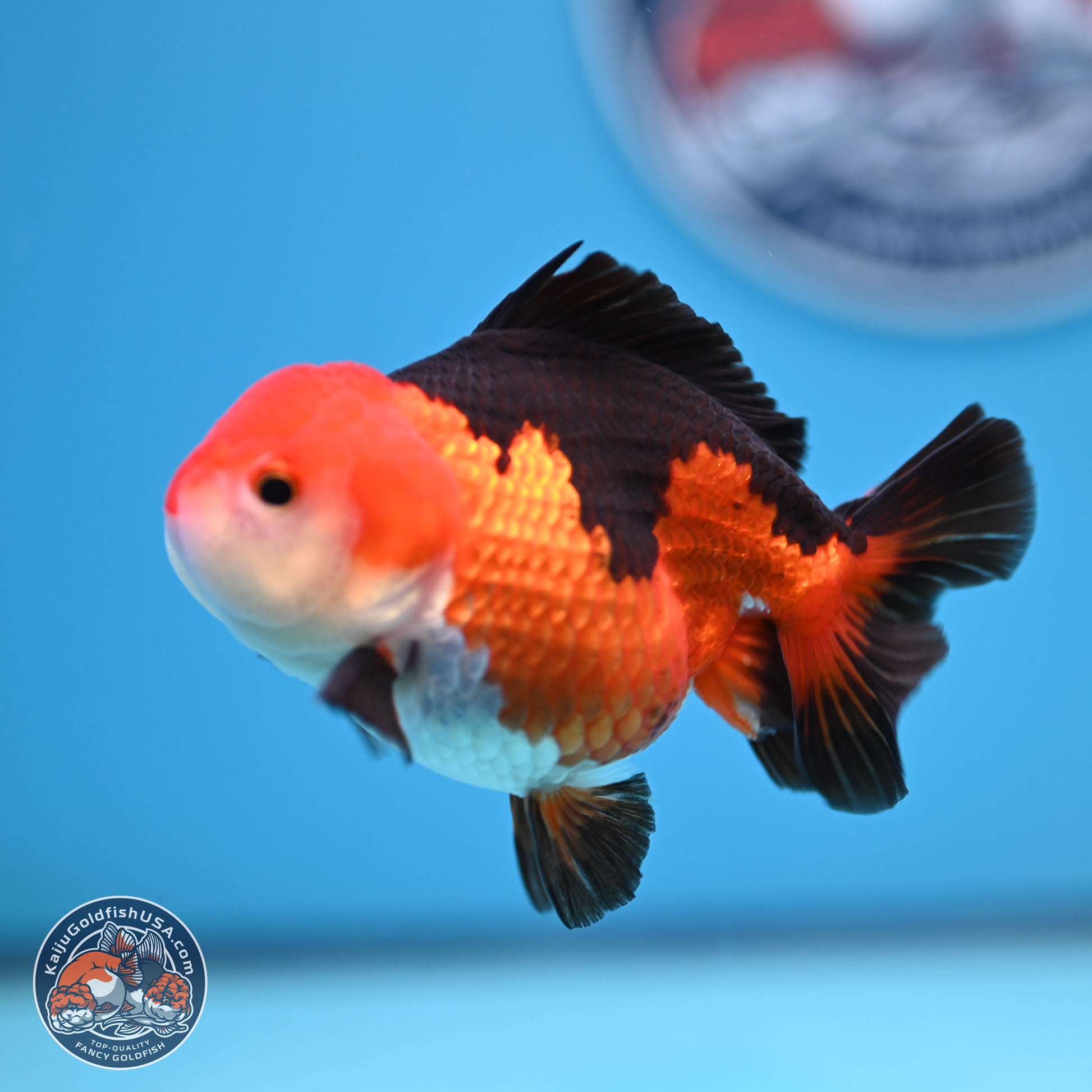 Tricolor Oranda 3.5-4.5 inches (241004_OR10) - Kaiju Goldfish USA