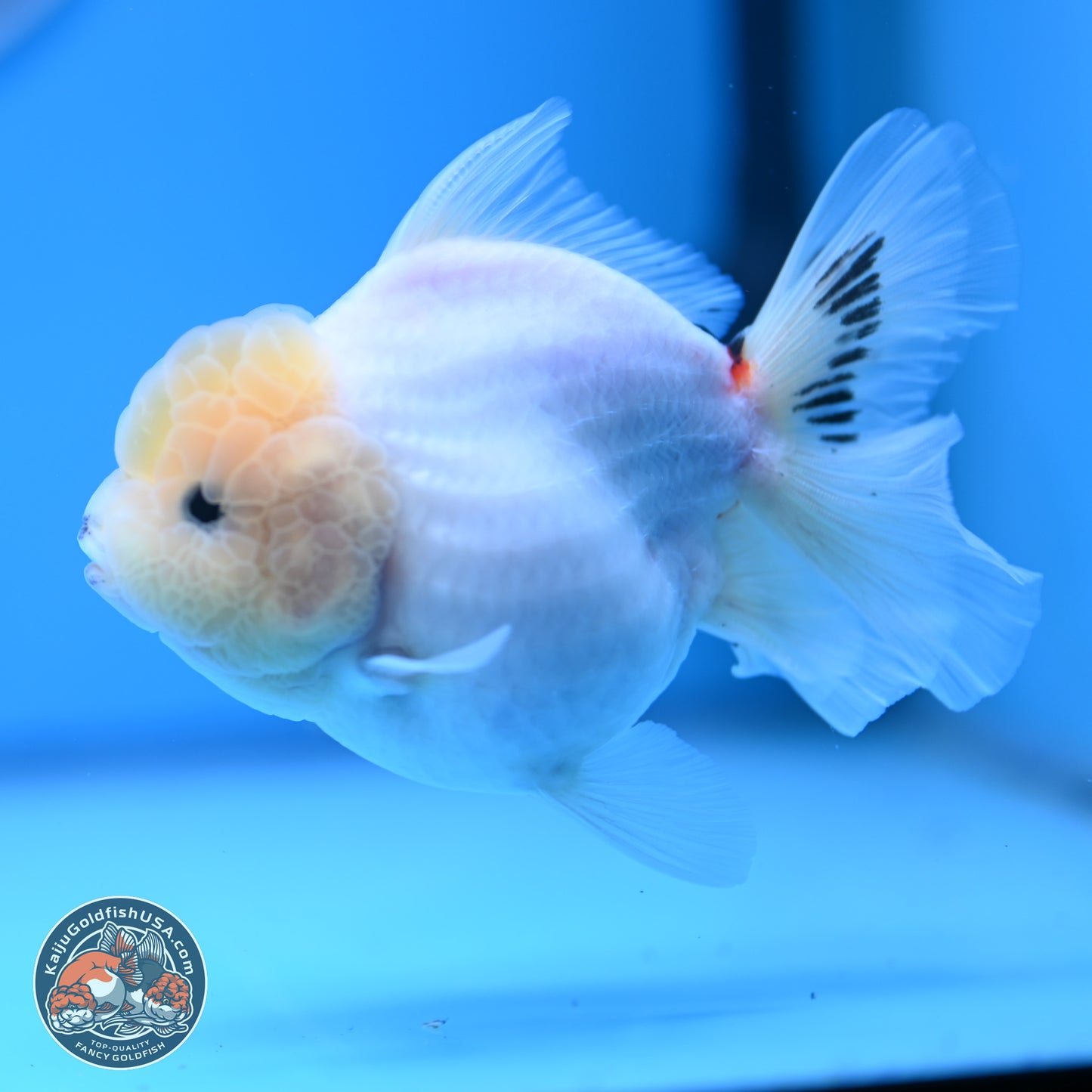 Tricolor Sakura Rose Tail Oranda 4.5 inches (241025_OR10) - Kaiju Goldfish USA