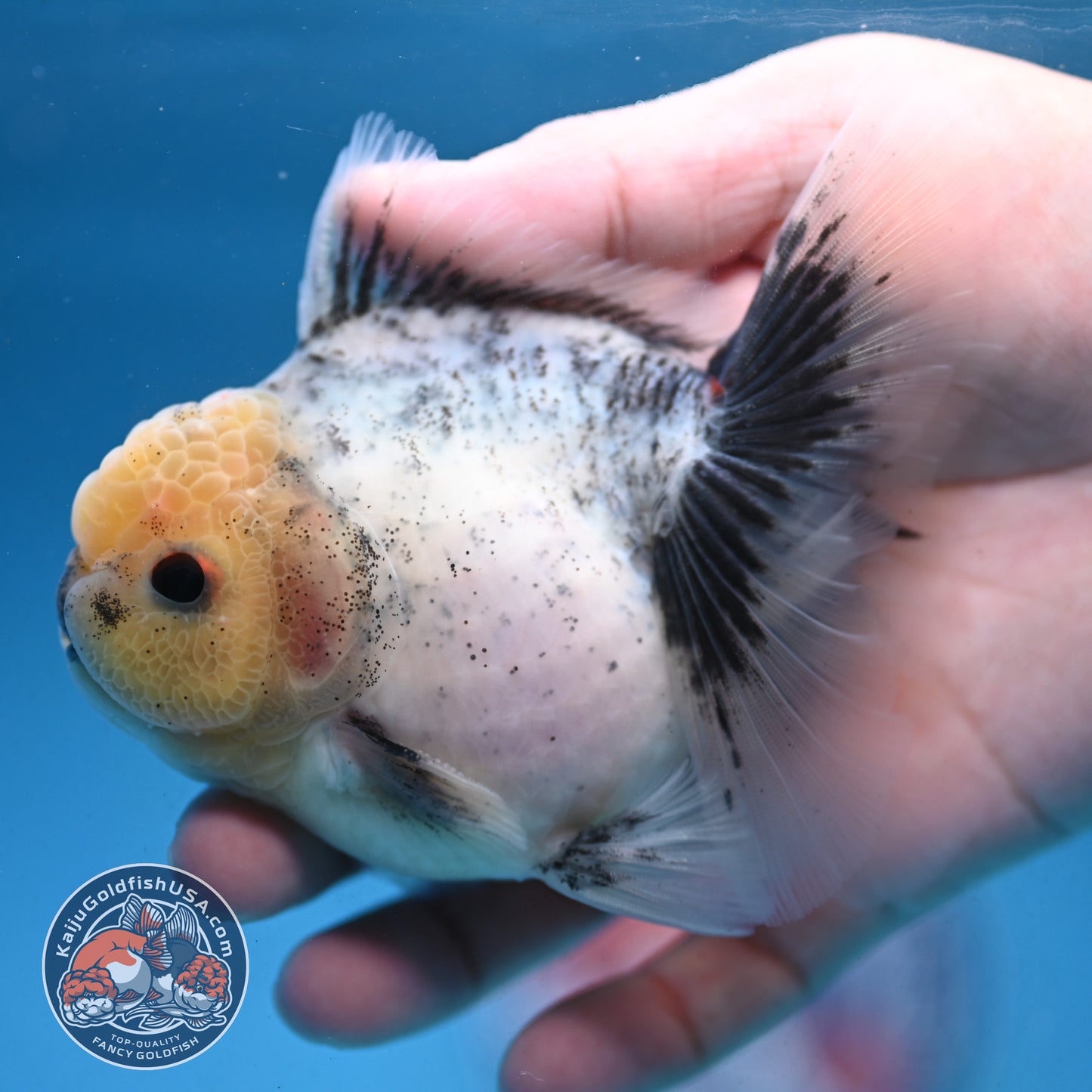 Granite Rosetail Oranda 3.5 inch Body (250926_OR10)