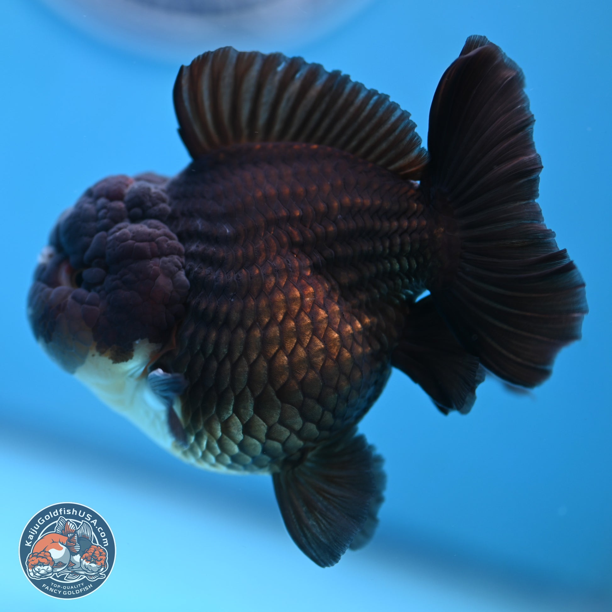 Panda YuanBao Oranda 3.5 inches Body - Femae (250103_OR10) - Kaiju Goldfish USA