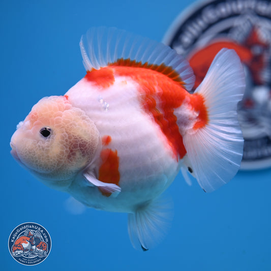 Shogun Jade Head Sakura Oranda 3.75 inches Body - Female(250131_OR10)