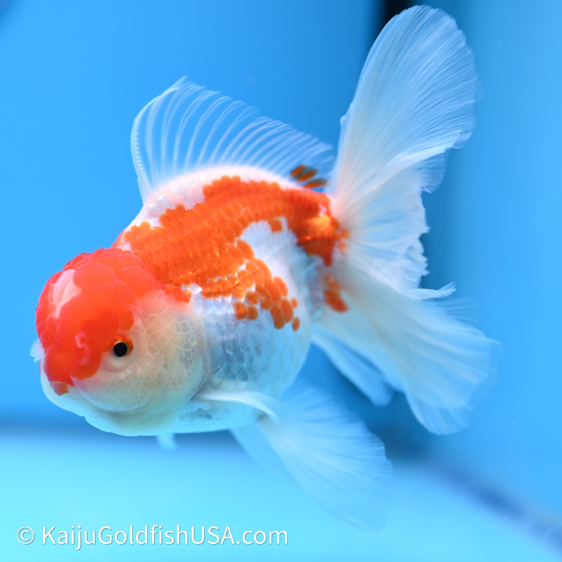 Jade Seal Red White Rose Tail Oranda 4in Body (240621_OR10) - Kaiju Goldfish USA