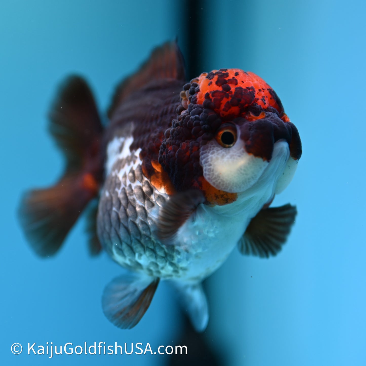 Tricolor YuanBao Oranda 3.5in body (240607_OR10) - Kaiju Goldfish USA