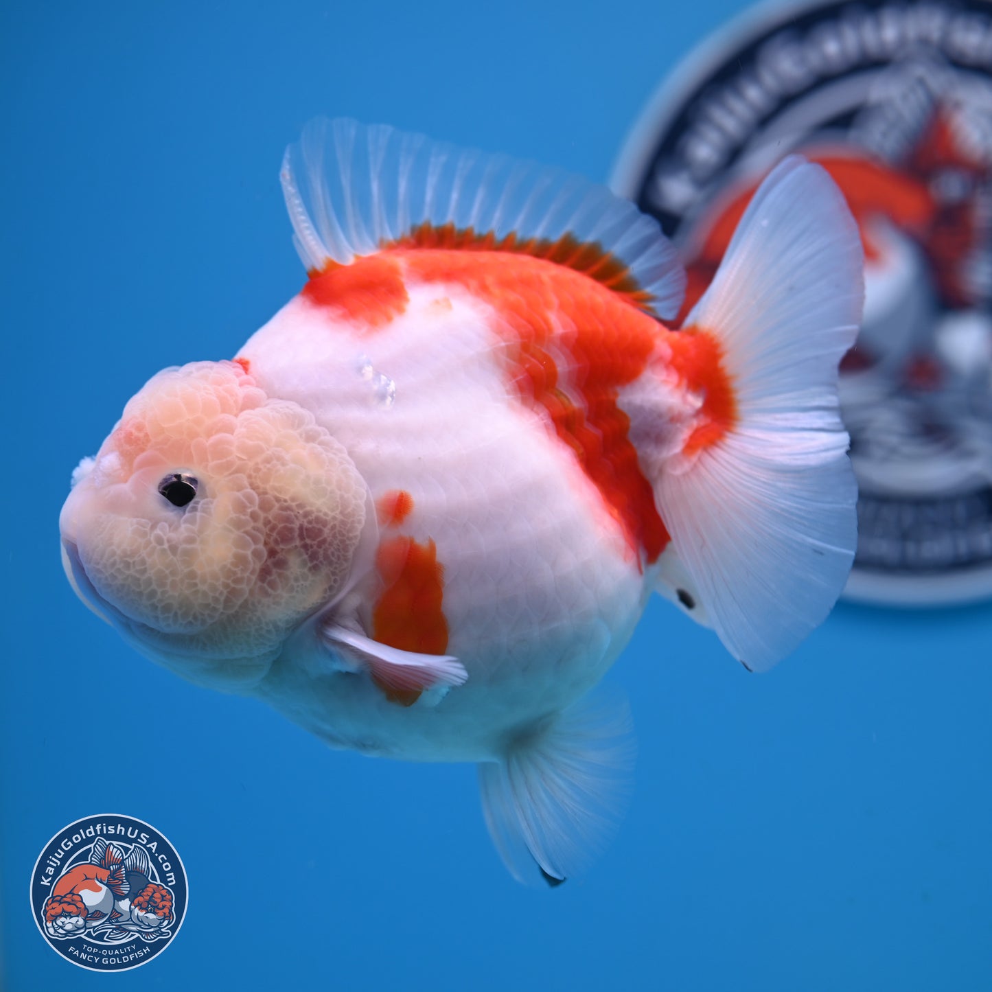 Shogun Jade Head Sakura Oranda 3.75 inches Body - Female(250131_OR10)