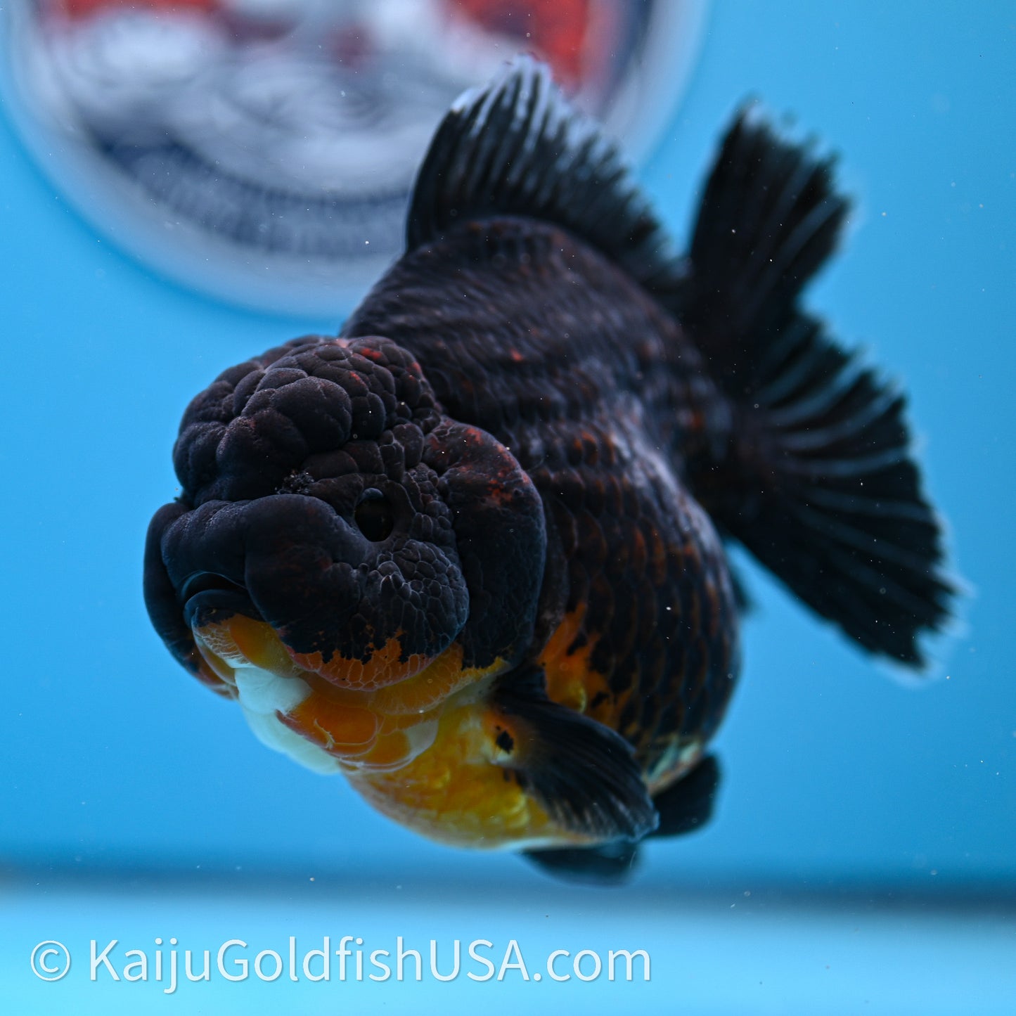 Jumbo Shogun Godzilla Kirin Oranda 4.5in Body (240719_OR10) - Kaiju Goldfish USA