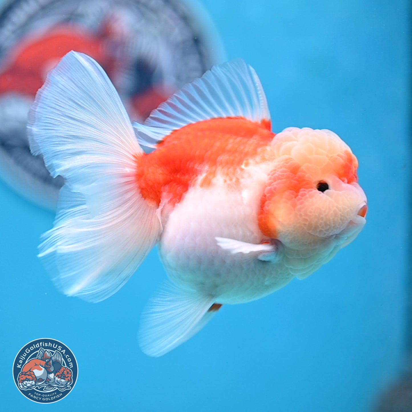 Sakura Rose Tail Oranda 3.5 inches Body - Female (250307_OR10)