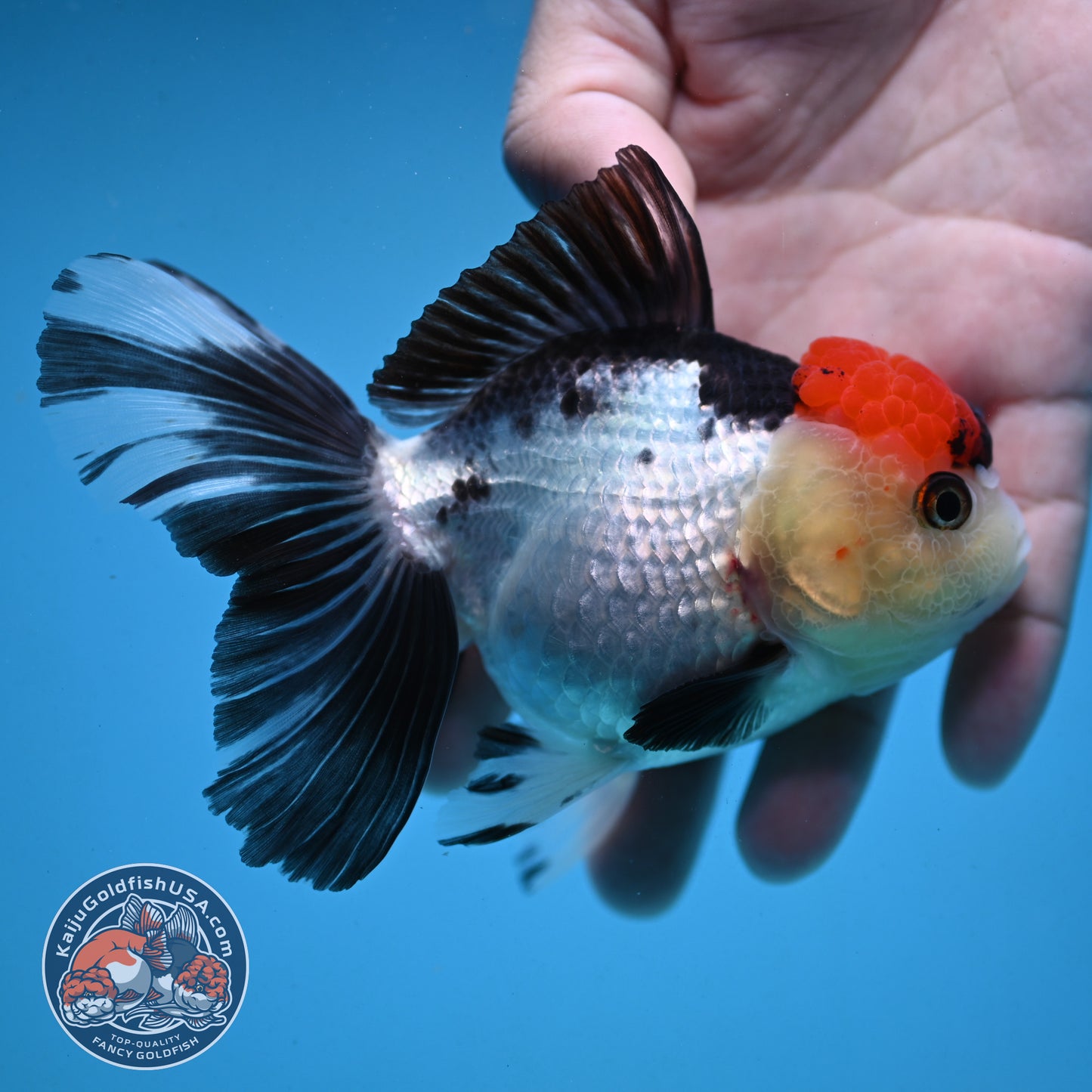 Red Head Tricolor Rose Tail Oranda 3.5 inch Body (251003_OR10)