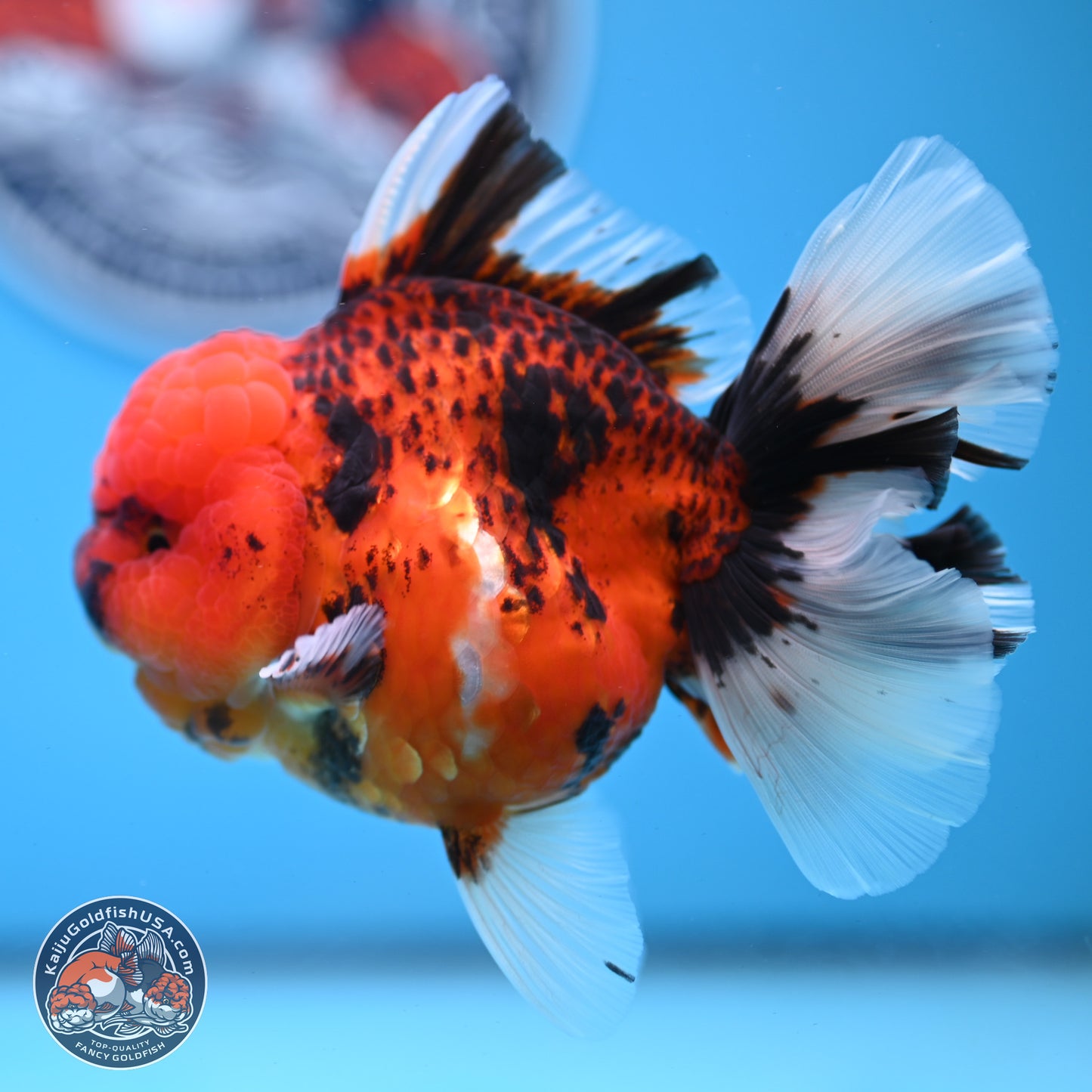 Tiger Rose Tail Oranda 3.5 inches Body - Female (250228_OR10)
