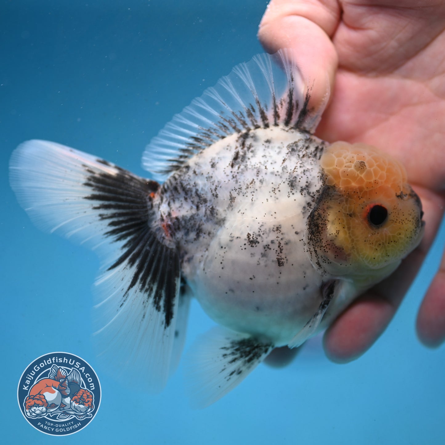 Granite Rosetail Oranda 3.5 inch Body (250926_OR10)