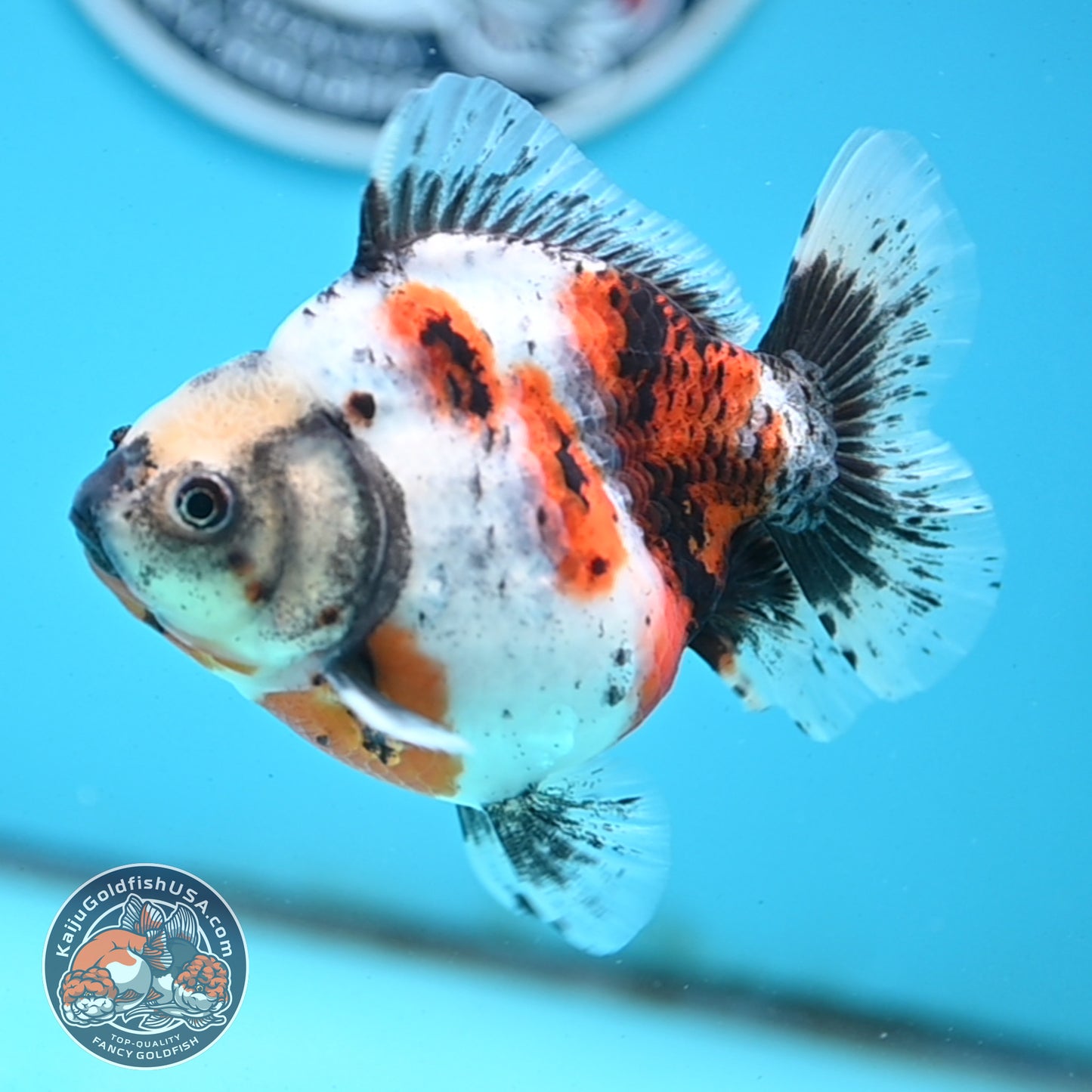 Shogun Calico Oranda 4 inches Body - Female (250418_OR10)