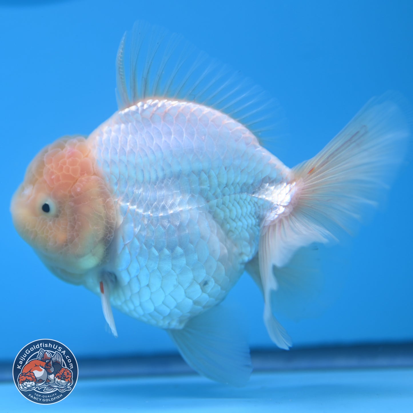 Lemon Head White Rose Tail Oranda 4.5 inches - Female (241122_OR10) - Kaiju Goldfish USA