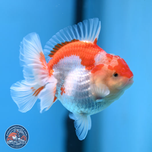 Red White YuanBao Oranda 4.5 inches - Female (241115_OR10) - Kaiju Goldfish USA