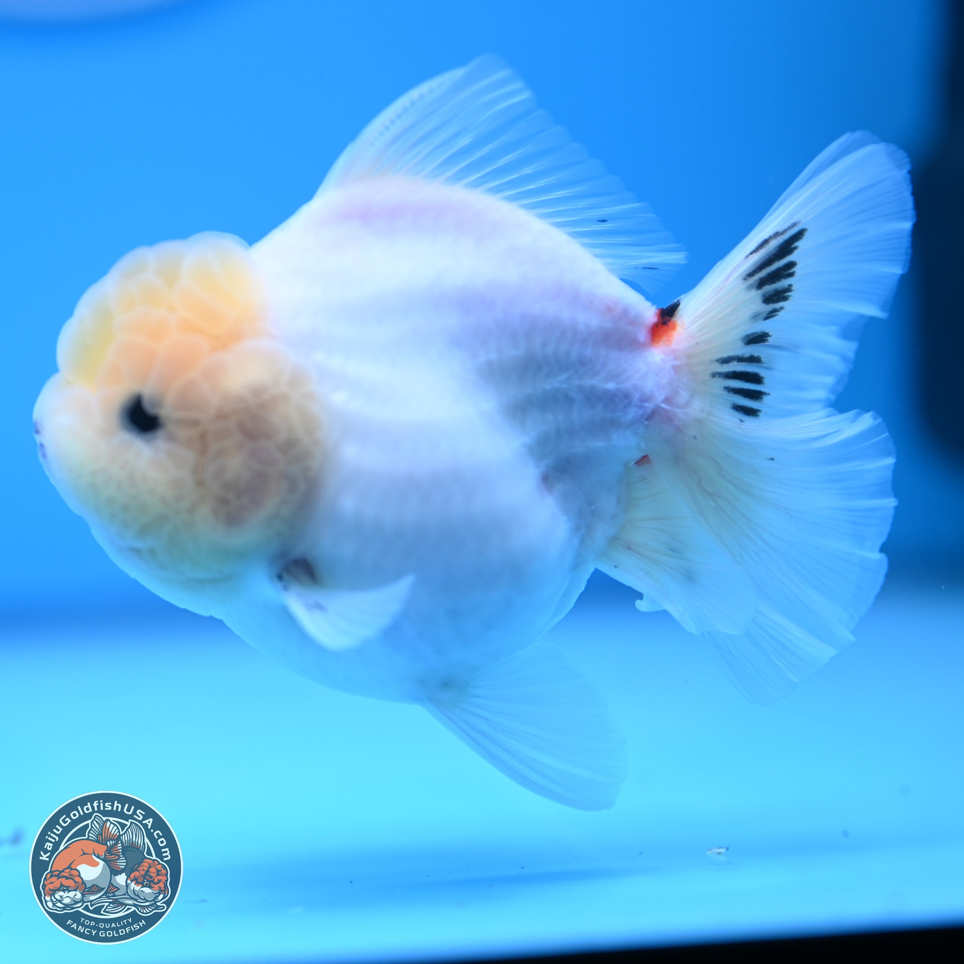 Tricolor Sakura Rose Tail Oranda 4.5 inches (241025_OR10) - Kaiju Goldfish USA