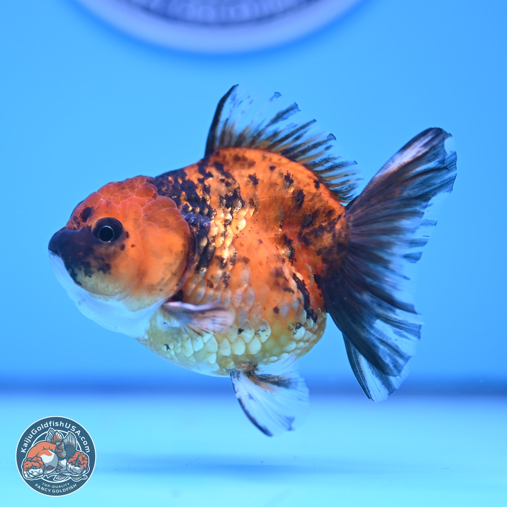 Tiger Oranda 3in Body (240816_OR10) - Kaiju Goldfish USA